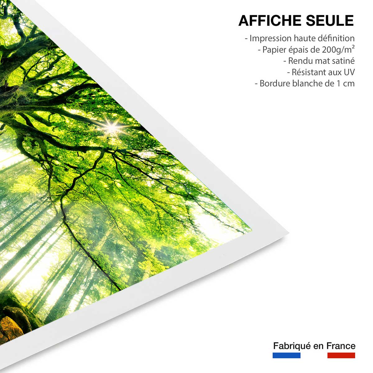 Affiche nature l 'hêtre de ponthus affiche seule, HEXOA