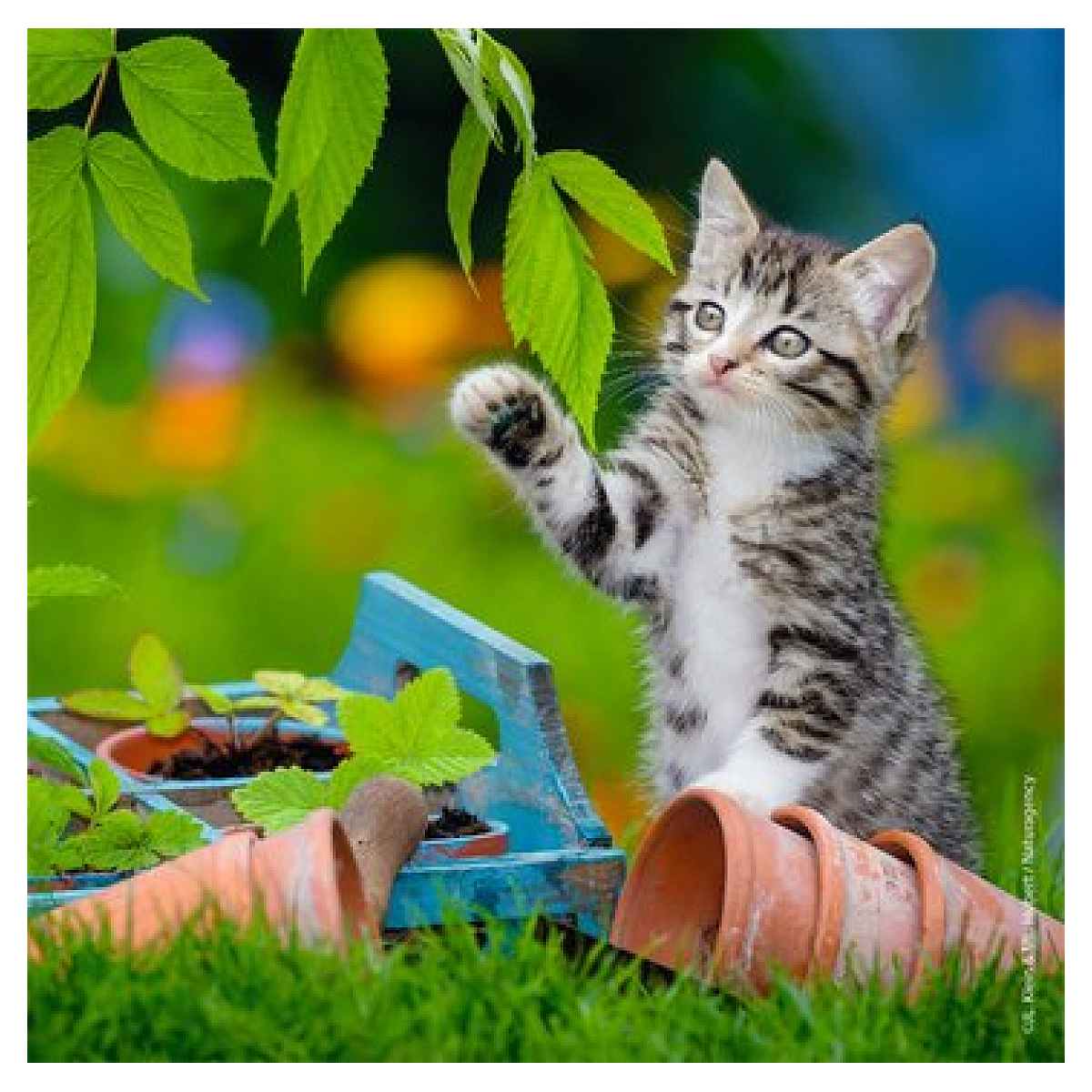 Puzzles 3x49 p - Chatons tigrés couleur unique, RAVENSBURGER