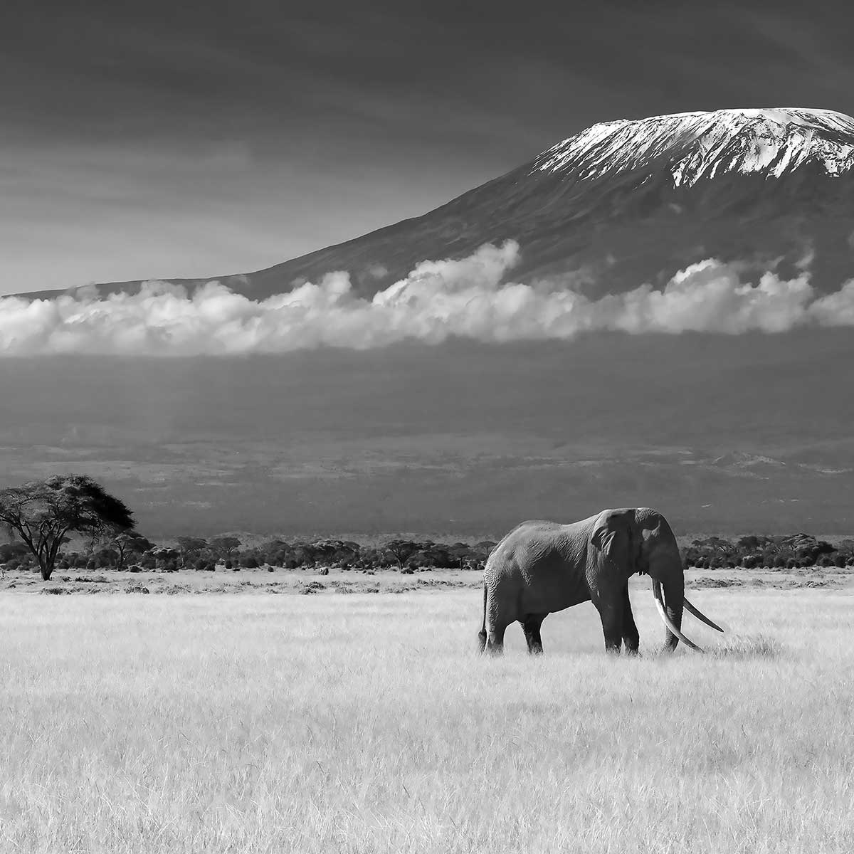 Tableau elephant et kilimanjaro tableau alu dibond, HEXOA