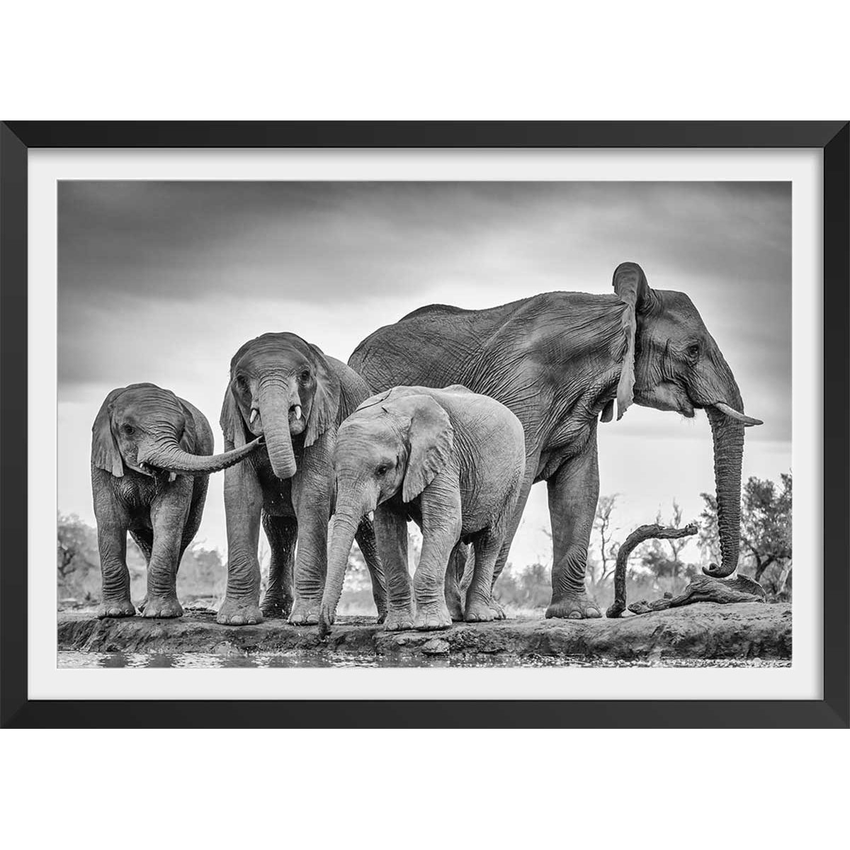 Affiche animaux bataille d'eau affiche + cadre en bois - noir, HEXOA