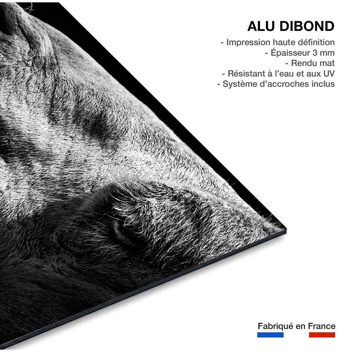 Tableau animaux Portrait de chameau tableau alu dibond, HEXOA