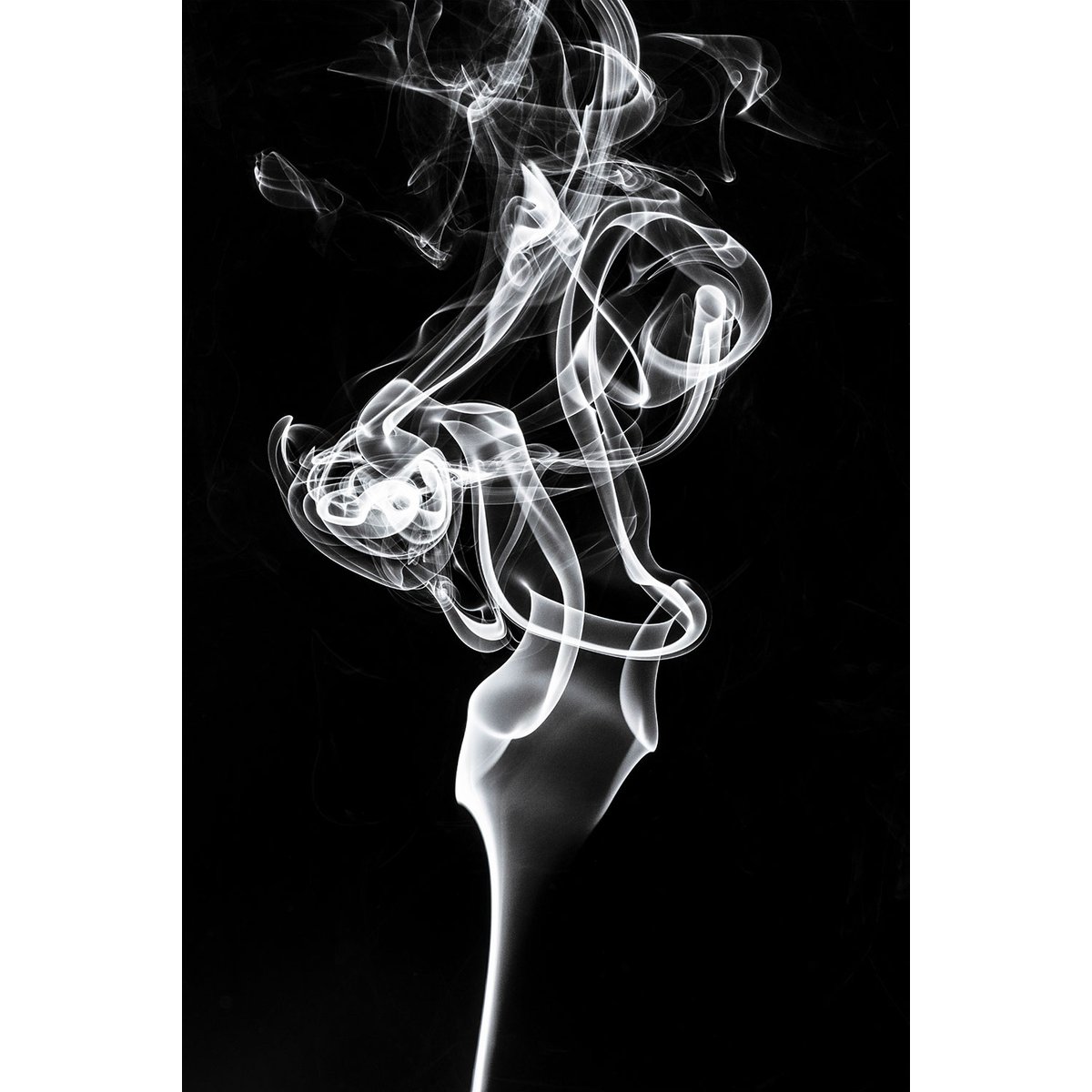 Tableau  white smoke tulip dream tableau alu dibond, HEXOA