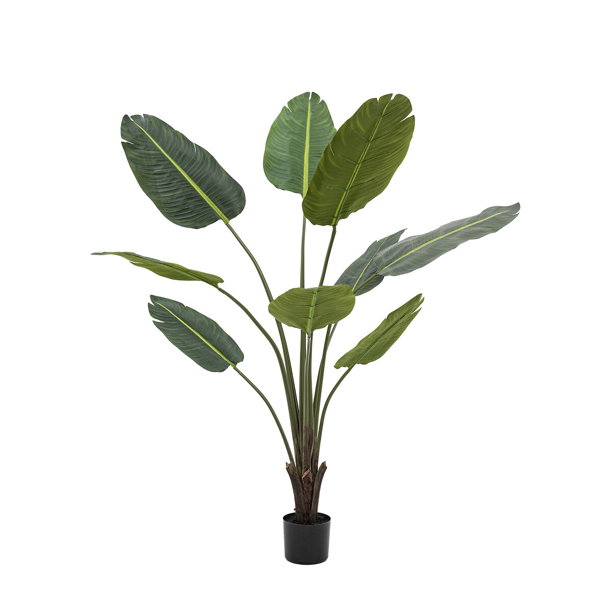 5ft Potted Travellers Palm Tree green, ÉDITÉ
