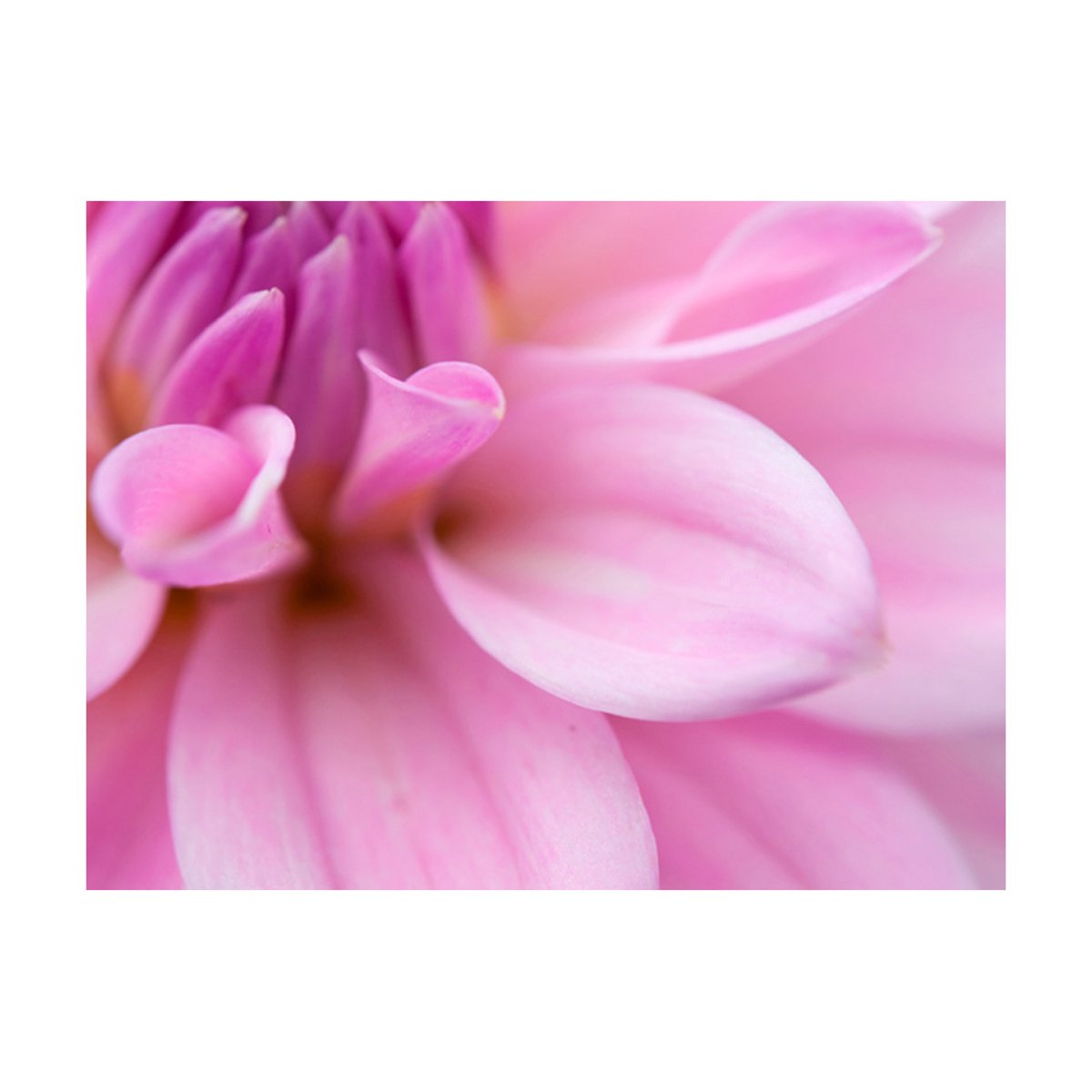 Papier peint intissé panoramique Fleurs Pétales de fleur - dahlia rose, EDEN