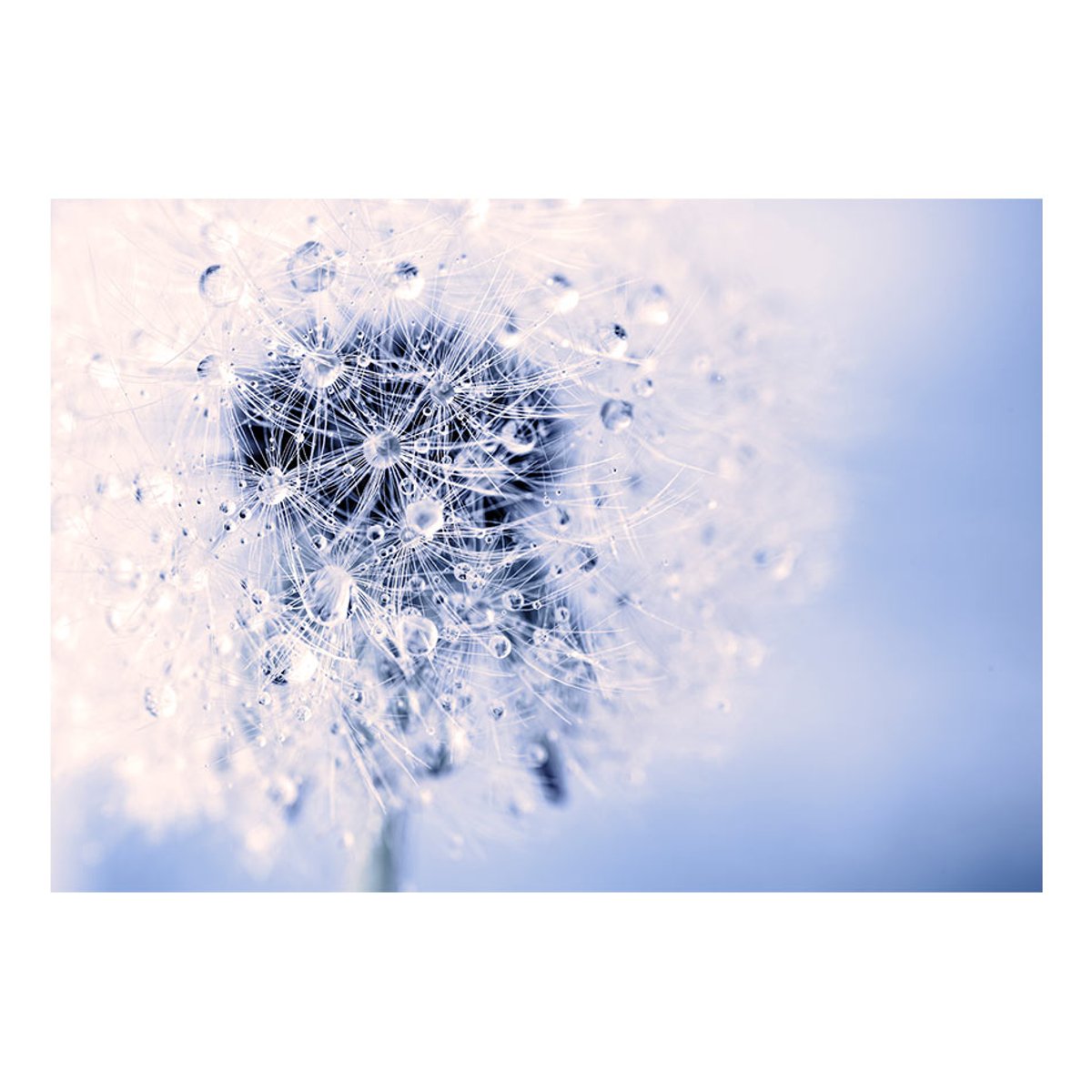 Papier peint intissé panoramique Fleurs Pusteblume am Morgen bleu, EDEN