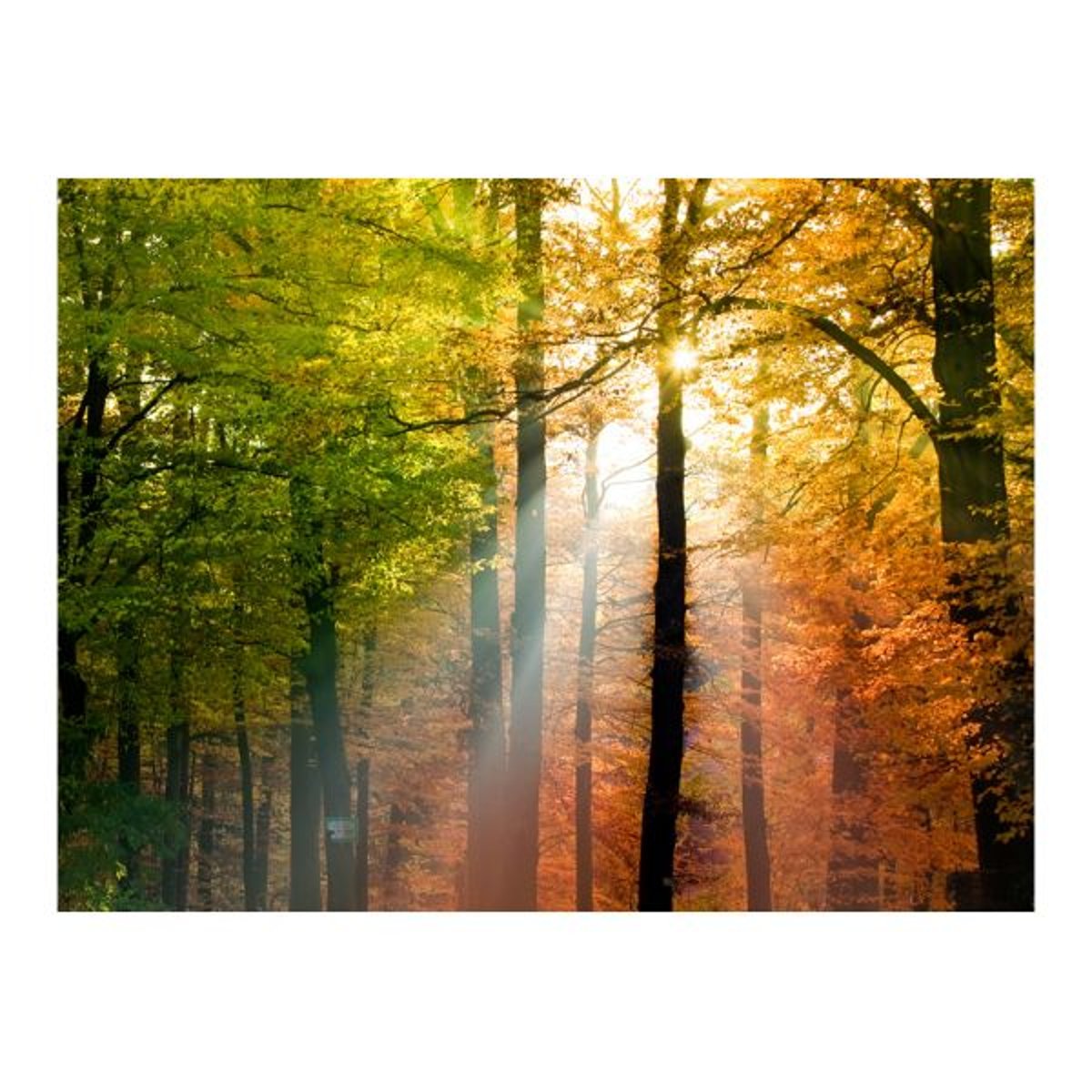 Papier peint intissé panoramique Paysage Bel automne vert, EDEN