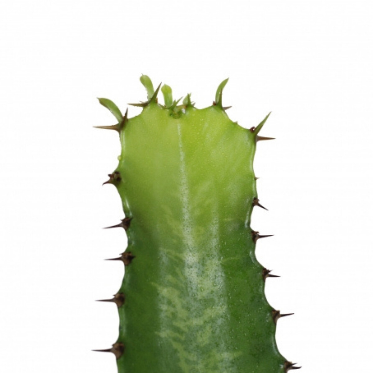Planta Euphorbia acrurensis + vaso havana waves, da BIOMA linho, BIOMA PLANTS