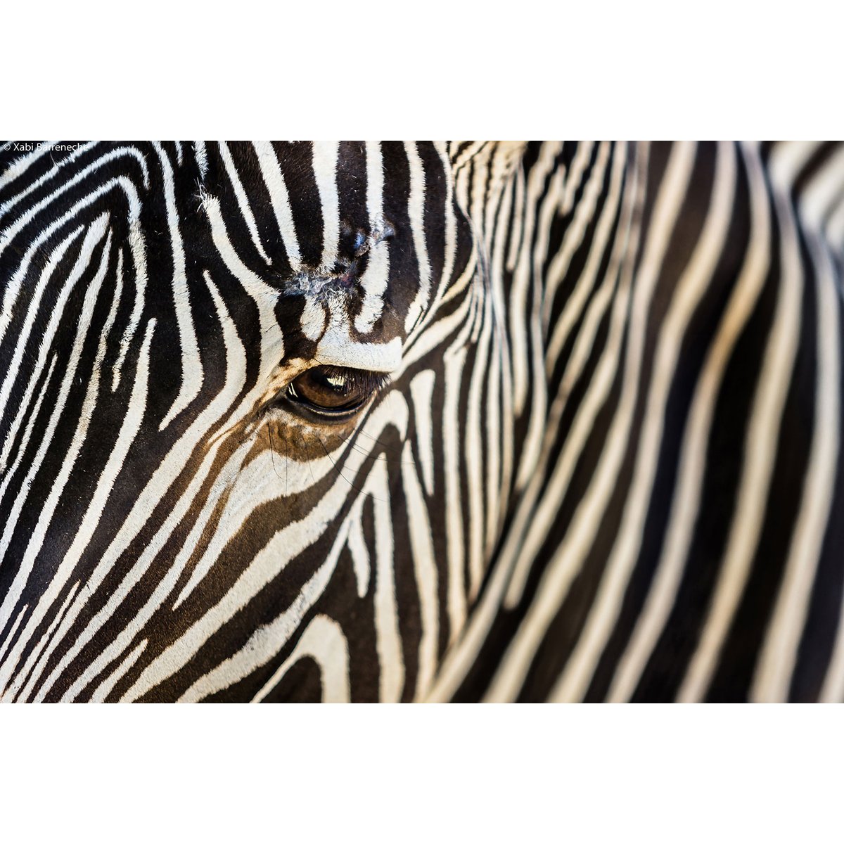 Tableau zèbre tableau alu dibond, HEXOA