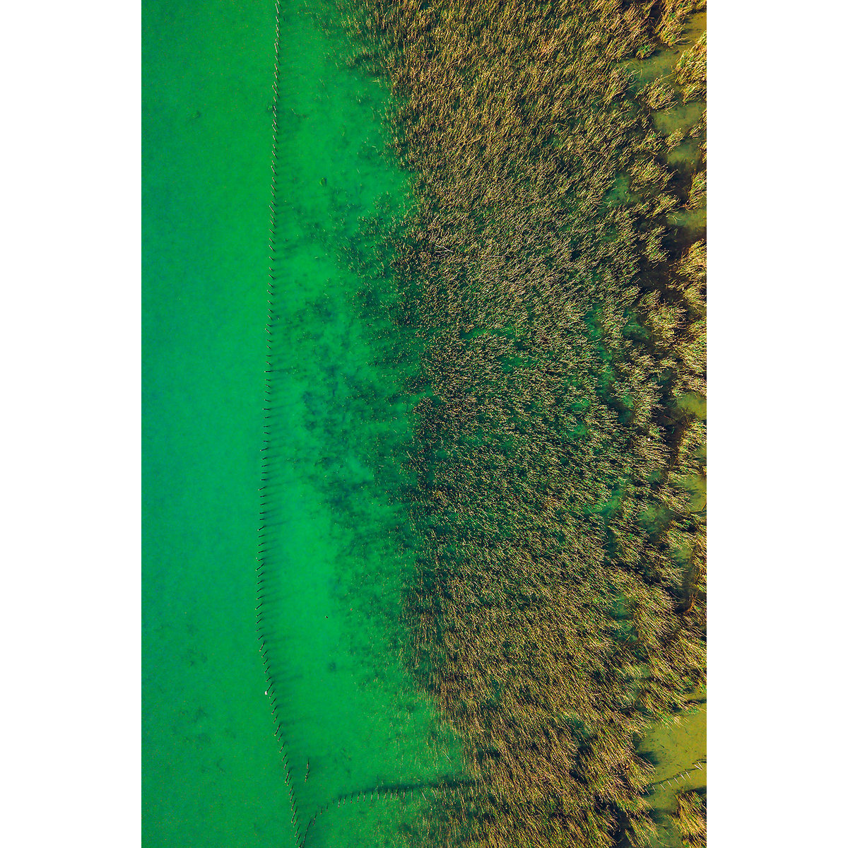 Tableau végétaux et flore aquatique tableau alu dibond, HEXOA