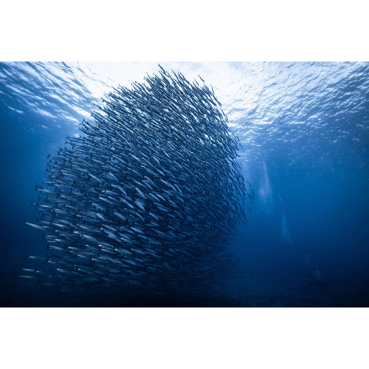 Tableau Masse bleue tableau alu dibond, HEXOA