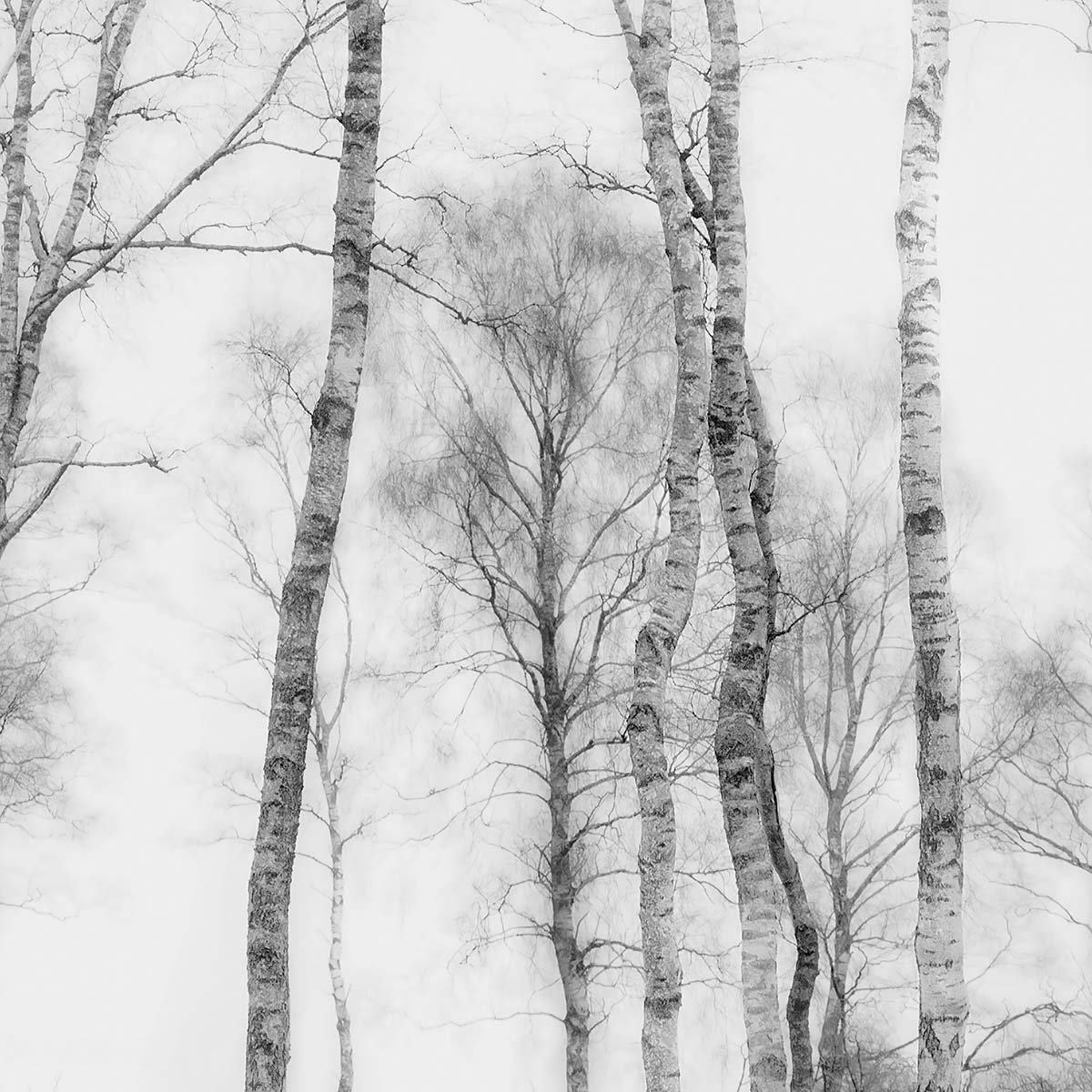 Papier peint panoramique foret intissé, HEXOA