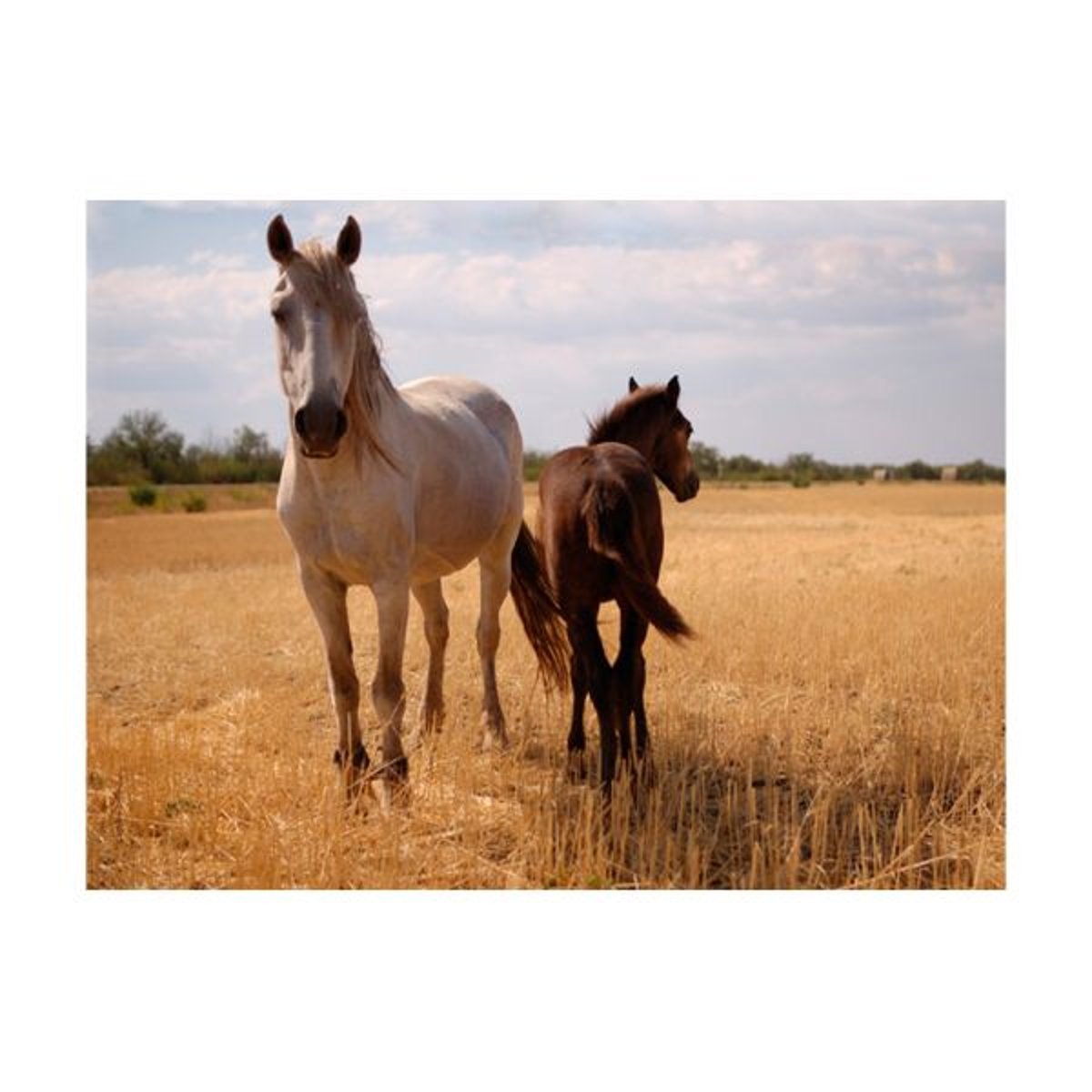 Papier peint intissé panoramique Animaux Cheval et poulain beige, EDEN