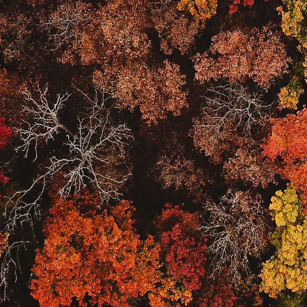 Affiche encadrée Forêt d’automne en plongée verticale affiche + cadre en métal - noir, HEXOA