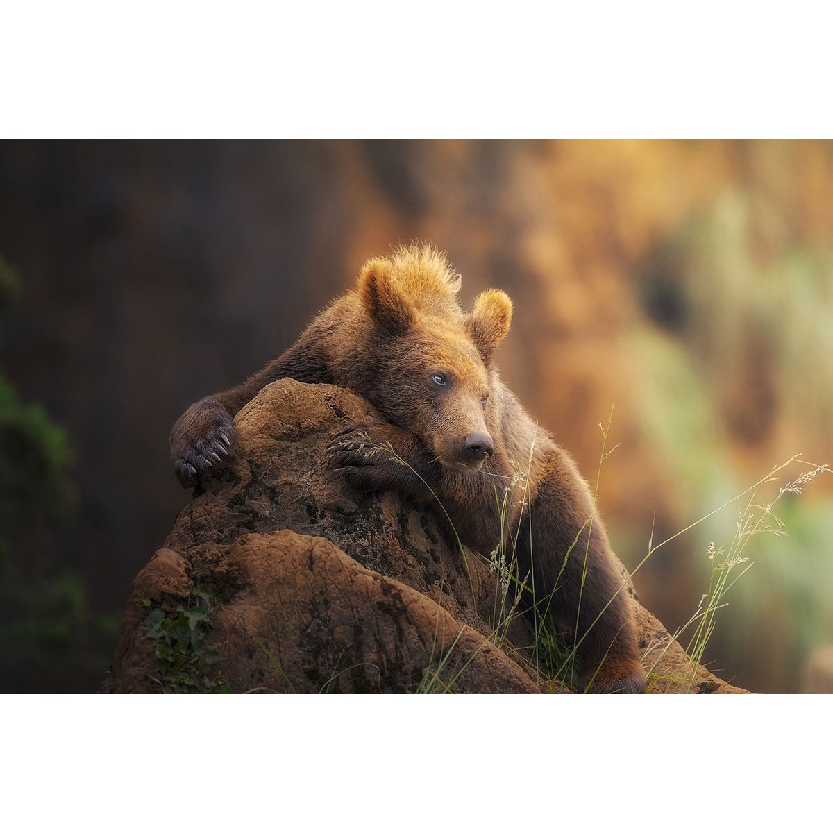 Tableau portrait d'ours tableau alu dibond, HEXOA