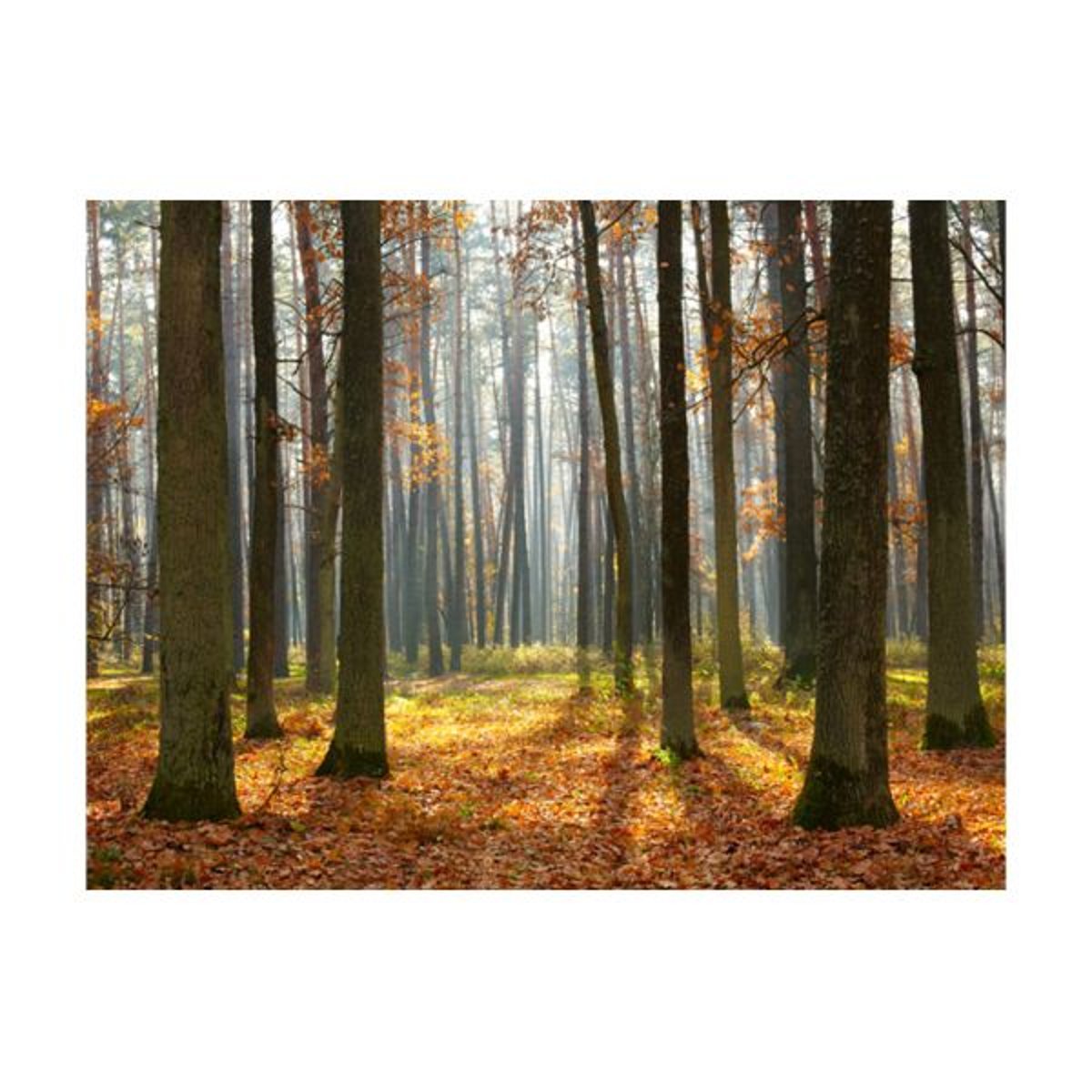 Papier peint intissé panoramique Paysage Autumn trees orange / cuivré, EDEN