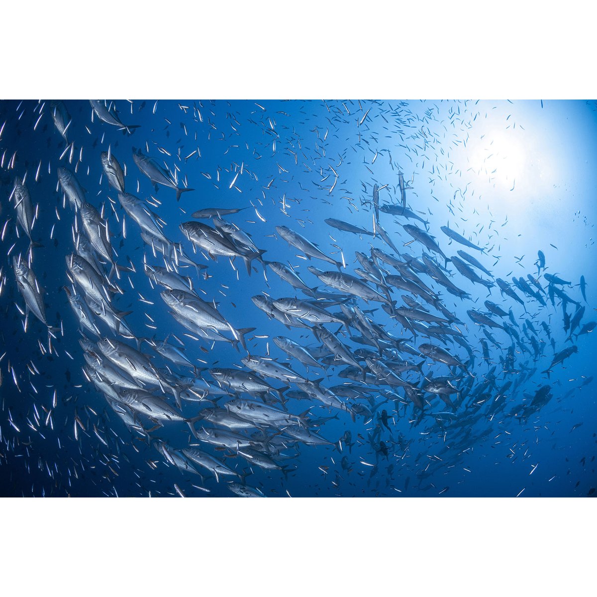 Tableau poisson carangue tableau alu dibond, HEXOA