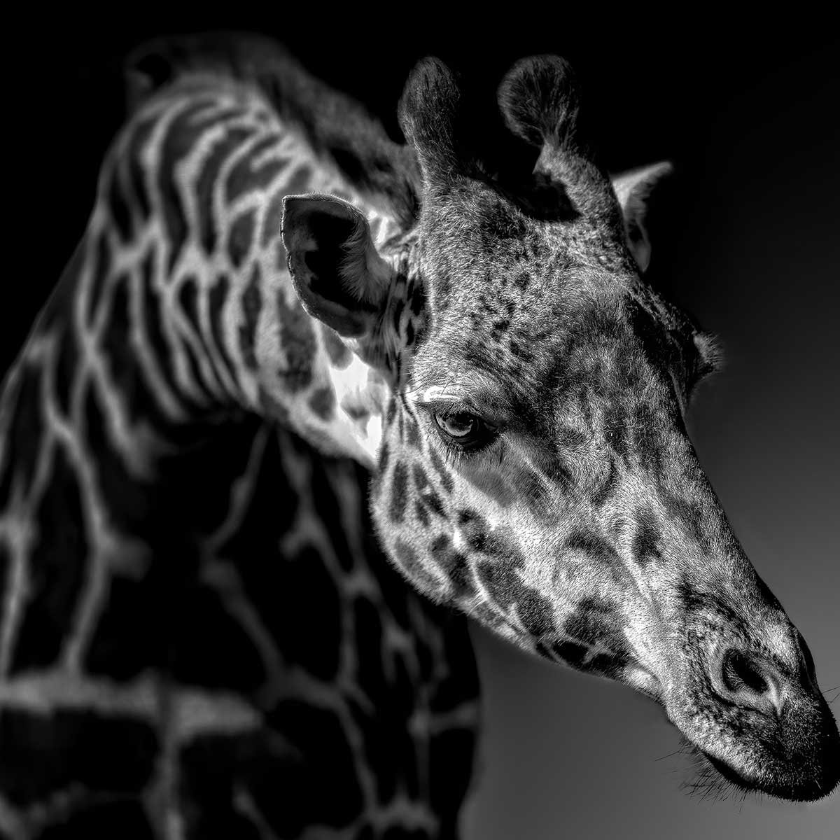 Tableau animaux girafe discrète tableau alu dibond, HEXOA
