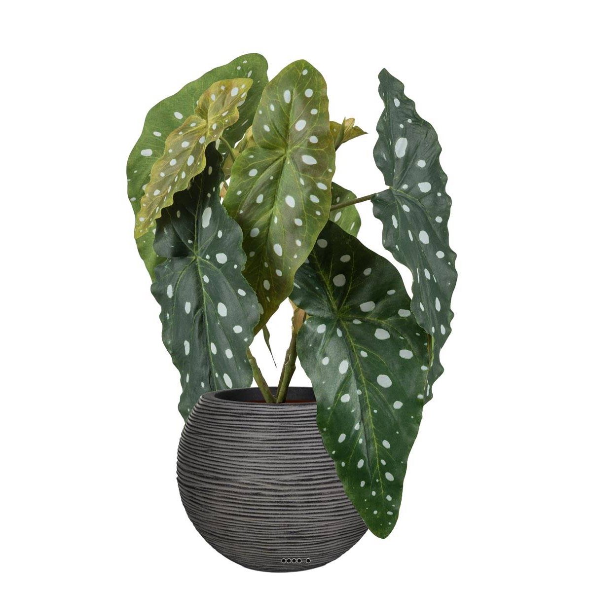 Begonia Maculata artificiel en pot, H 30 c v002239, ARTIFICIELLES