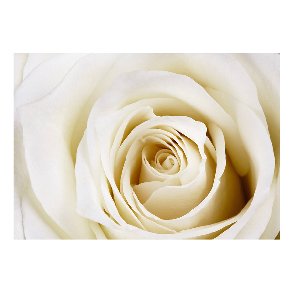 Papier peint intissé panoramique Fleurs Pearl maze multicouleur, EDEN
