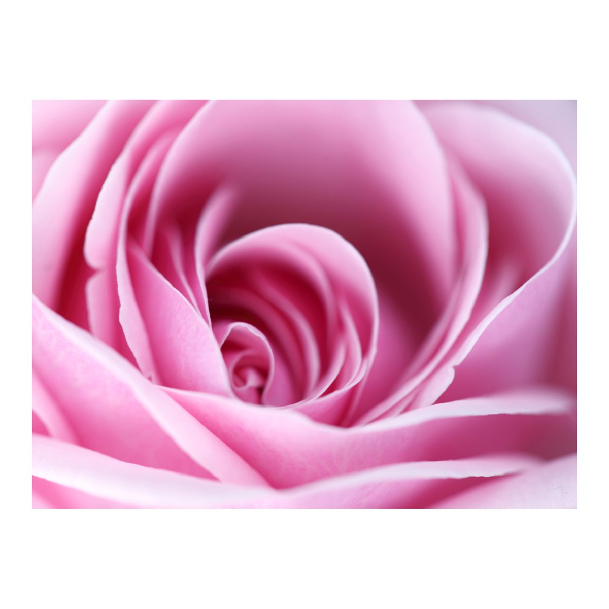 Papier peint intissé panoramique Fleurs Rose rose gris / argent, EDEN