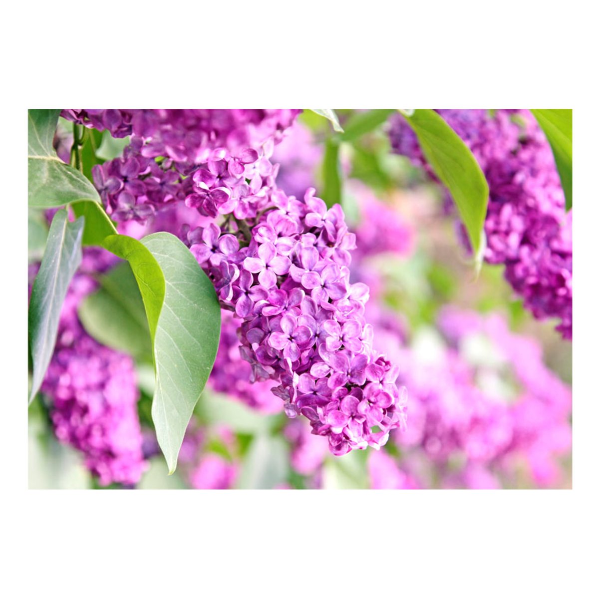 Papier peint intissé panoramique Fleurs Lilac flowers violet, EDEN