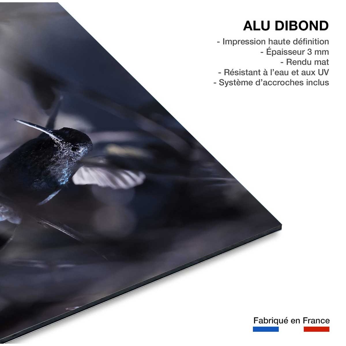 Tableau animaux - La petite étoile d' equateur tableau alu dibond, HEXOA