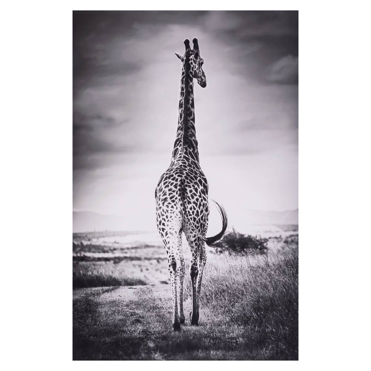 Toile imprimée ANIMAUX multicolore, ATMOSPHERA