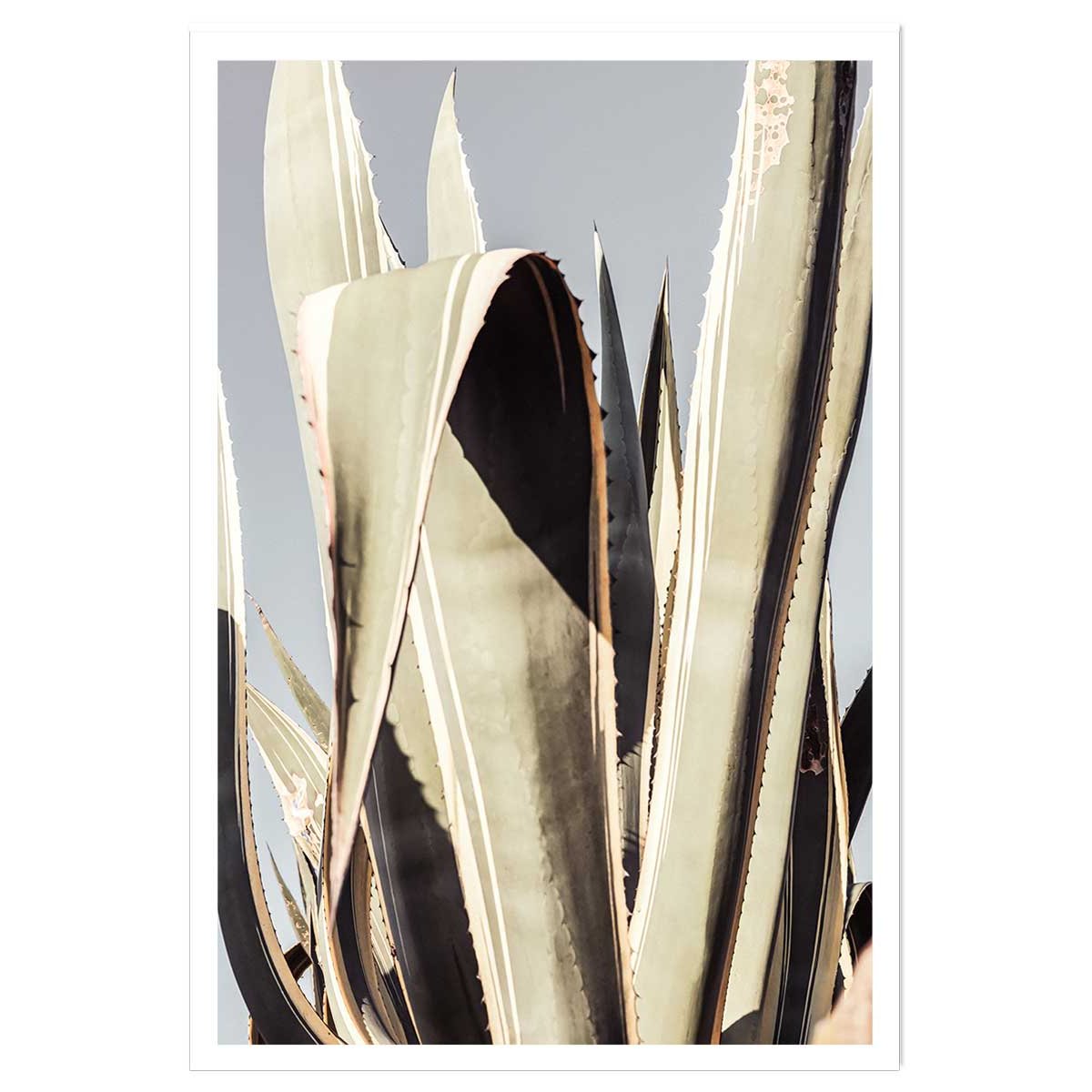 Poster cactus mexicain affiche seule, HEXOA