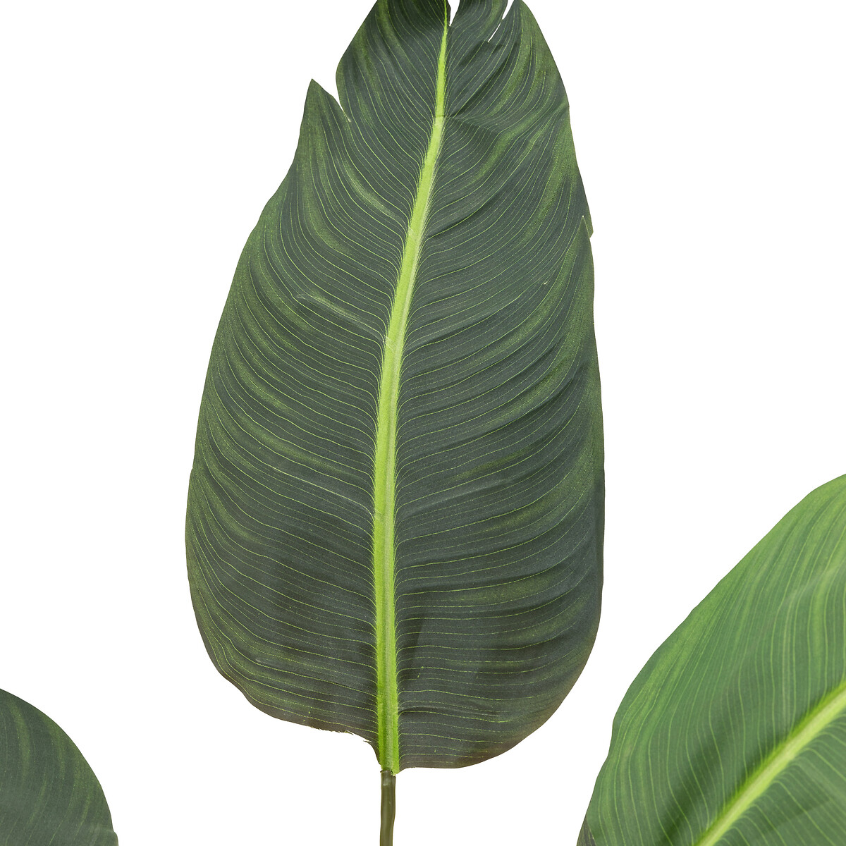 4ft Potted Travellers Palm Tree green, ÉDITÉ