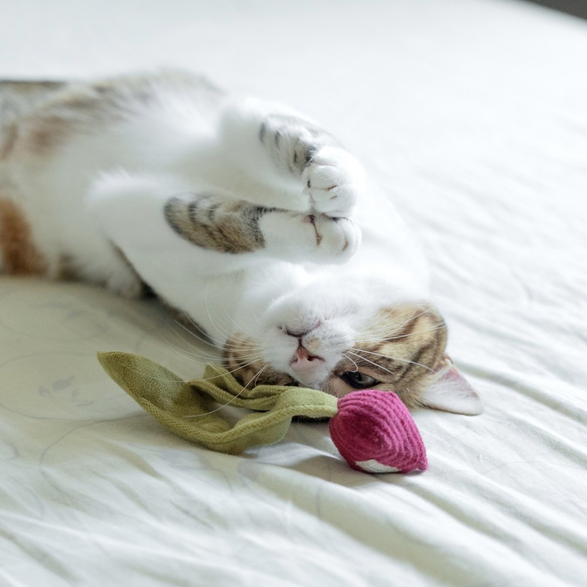 Jouet chat radis avec herbe à chat, KRAD rose cerise, LAMBWOLF COLLECTIVE