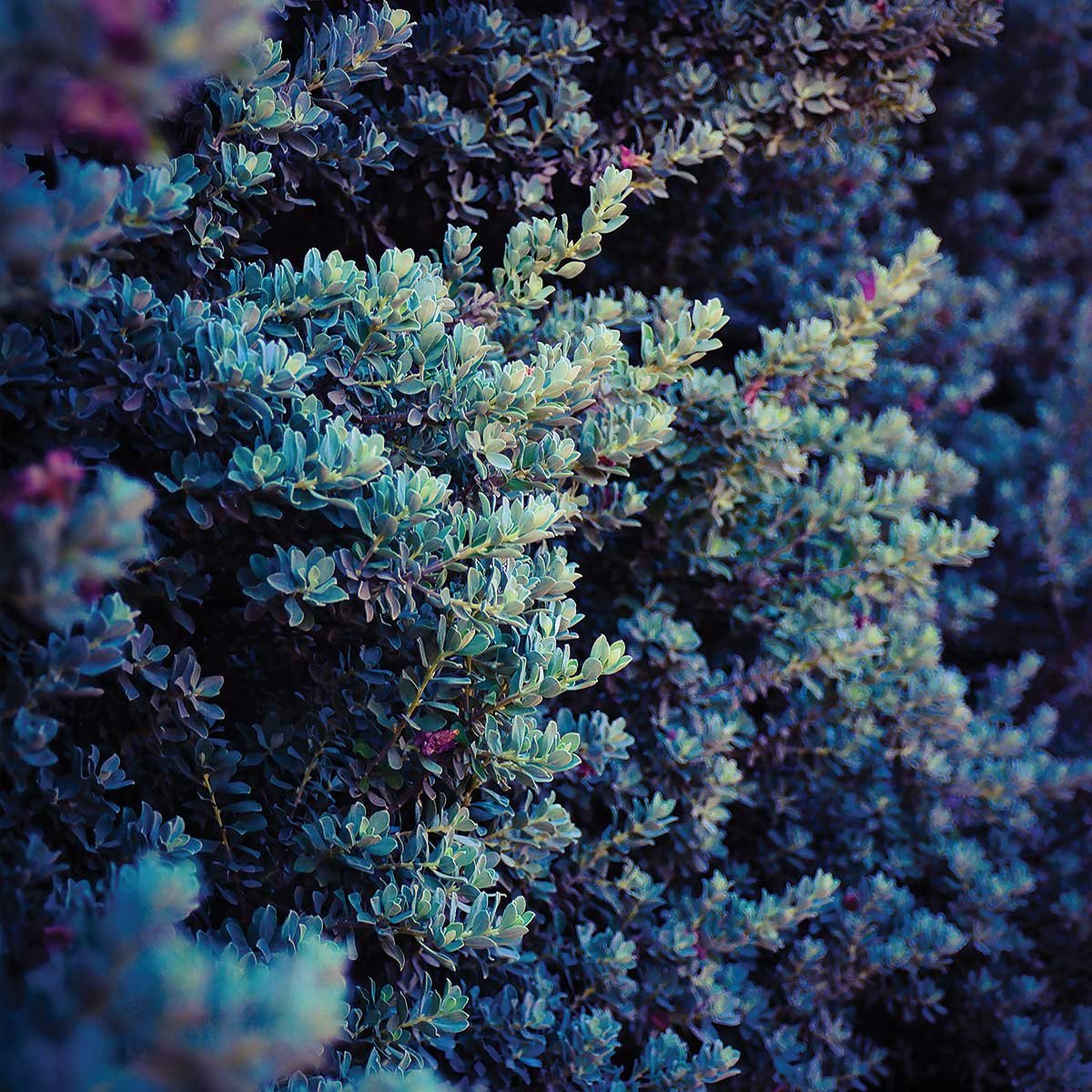 Affiche photo Tableau macro plante grasse collector affiche + cadre en bois - noir, HEXOA