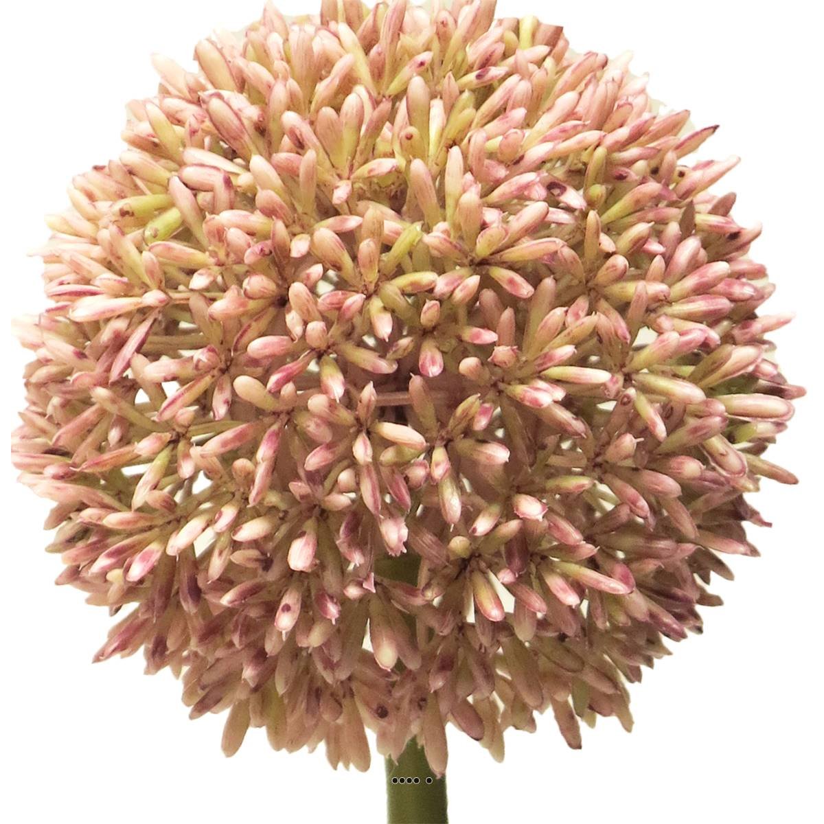 Allium artificiel en tige, spécia rose, ARTIFICIELLES