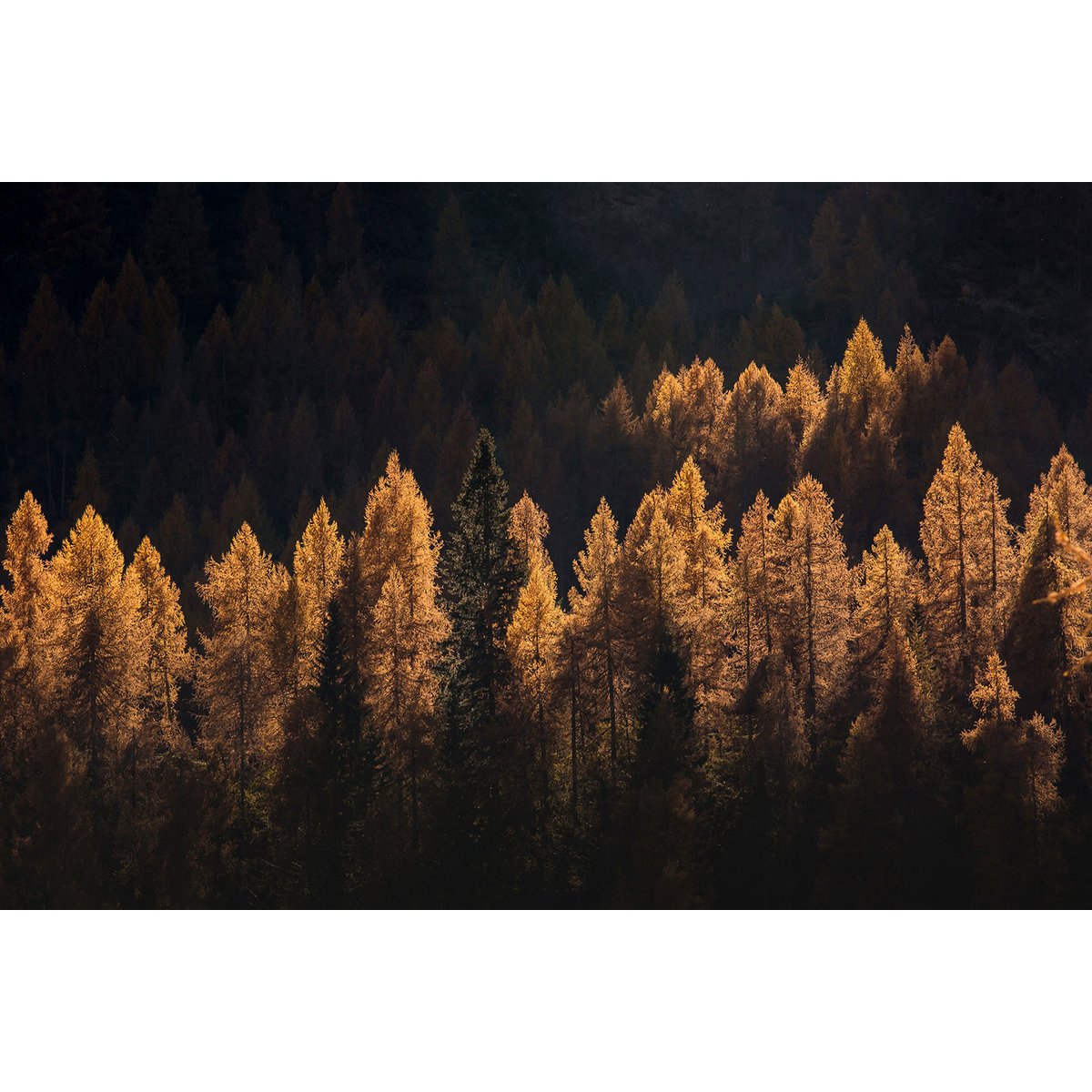 Tableau Mélèzes en automne tableau alu dibond, HEXOA