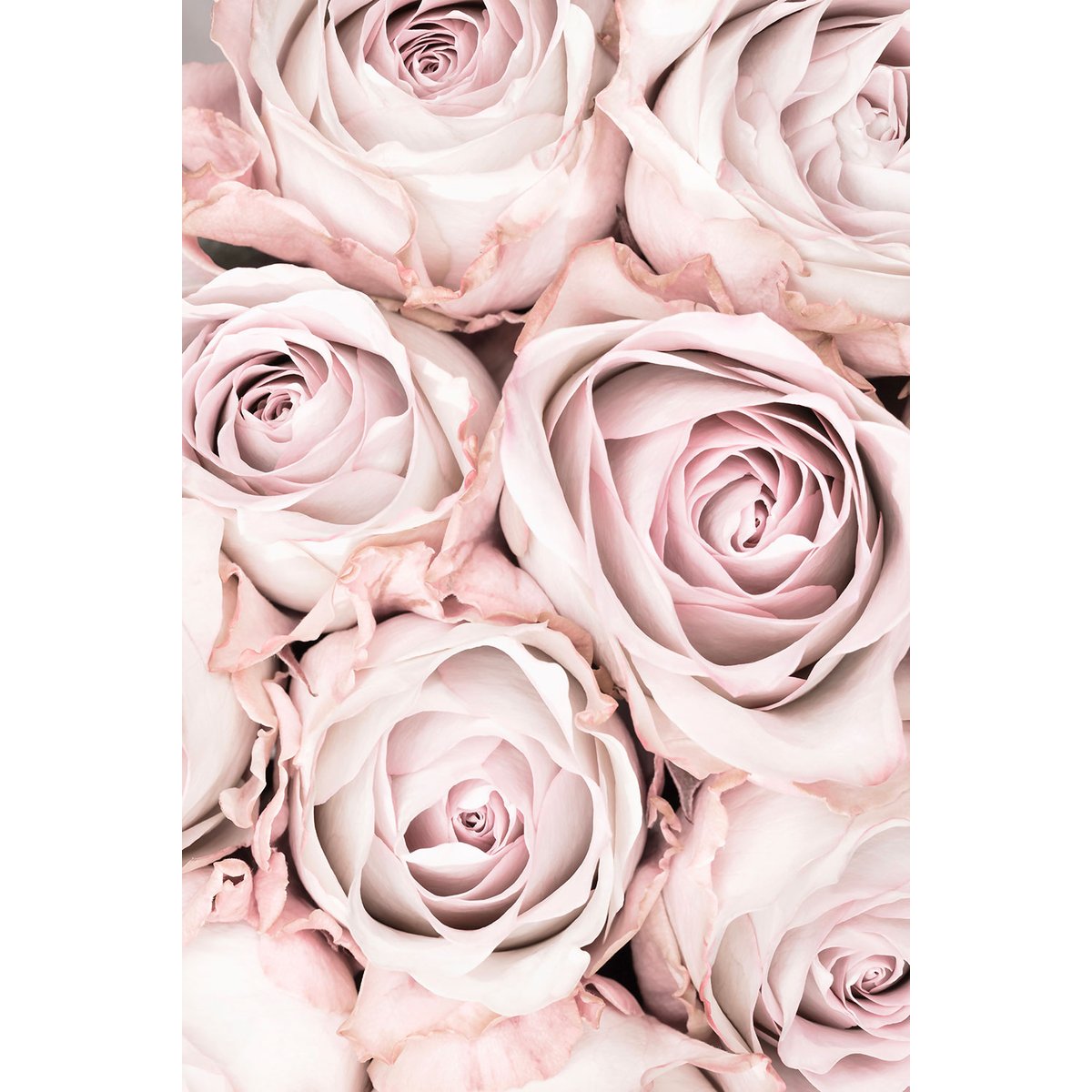 Tableau rosa alba tableau alu dibond, HEXOA