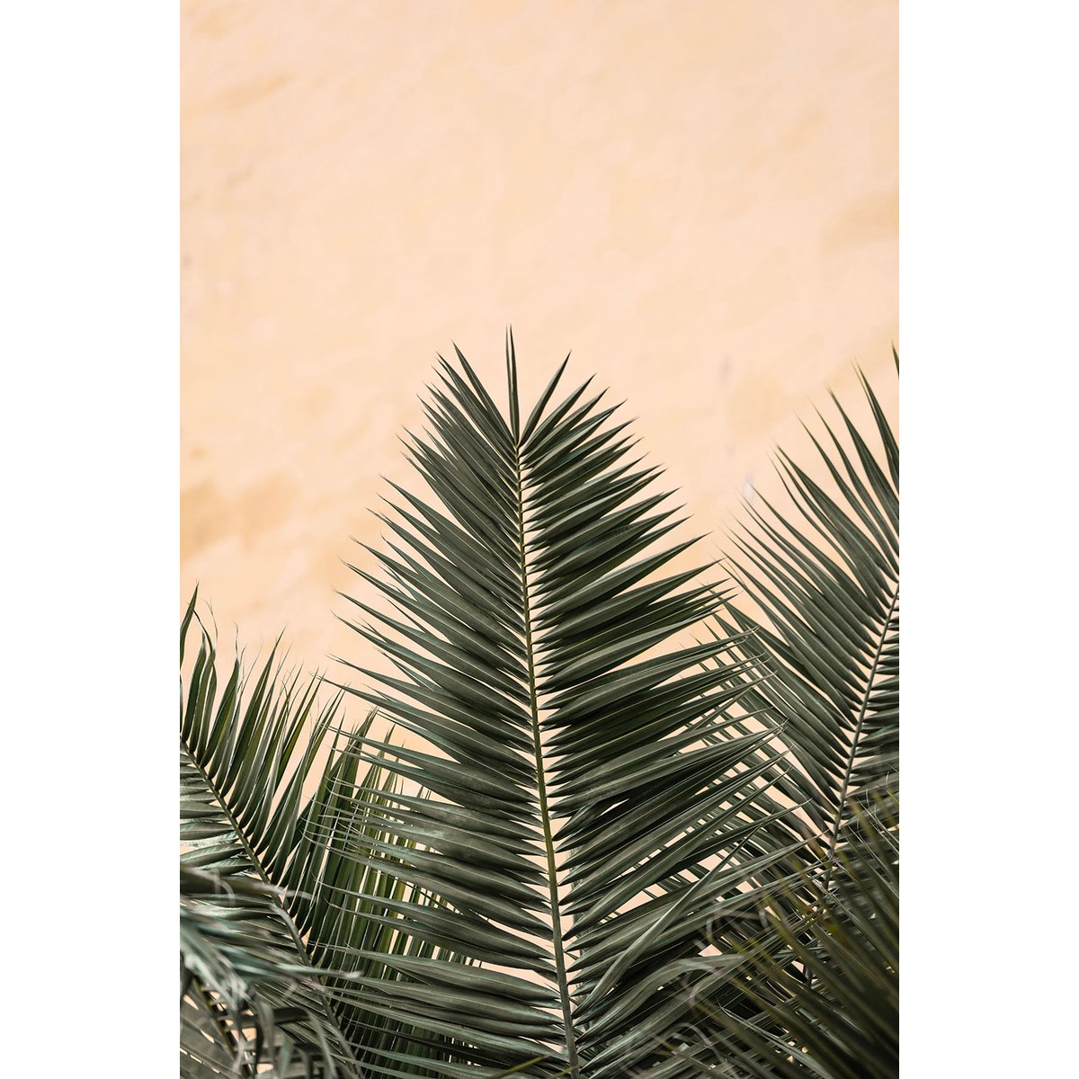 Tableau sandy palme tableau alu dibond, HEXOA