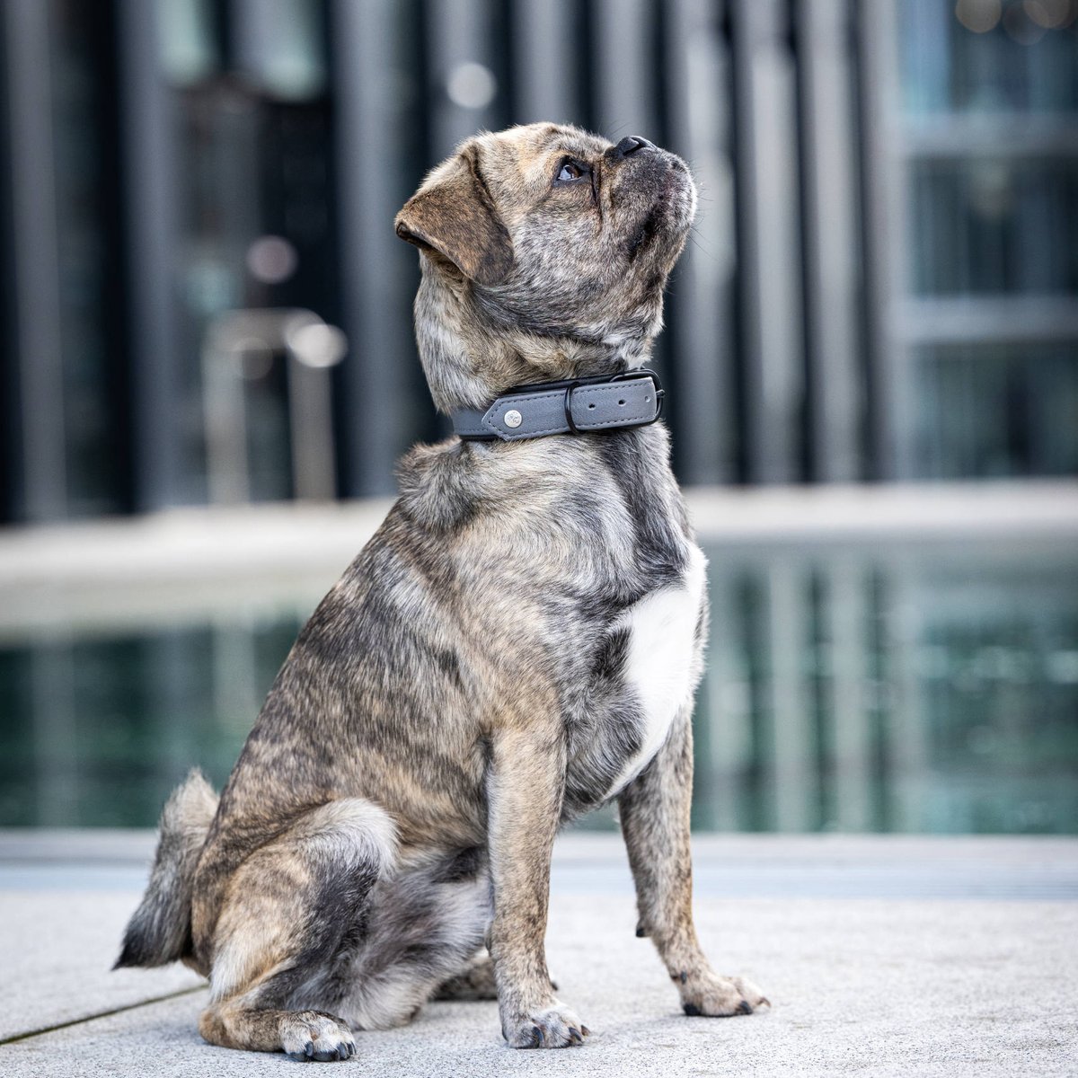 Collier chien en cuir AMICI gris, LABONI