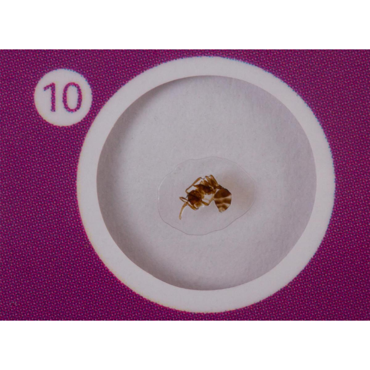 Lames pour microscopes Levenhuk LabZZ C atures couleur unique, LABZZ
