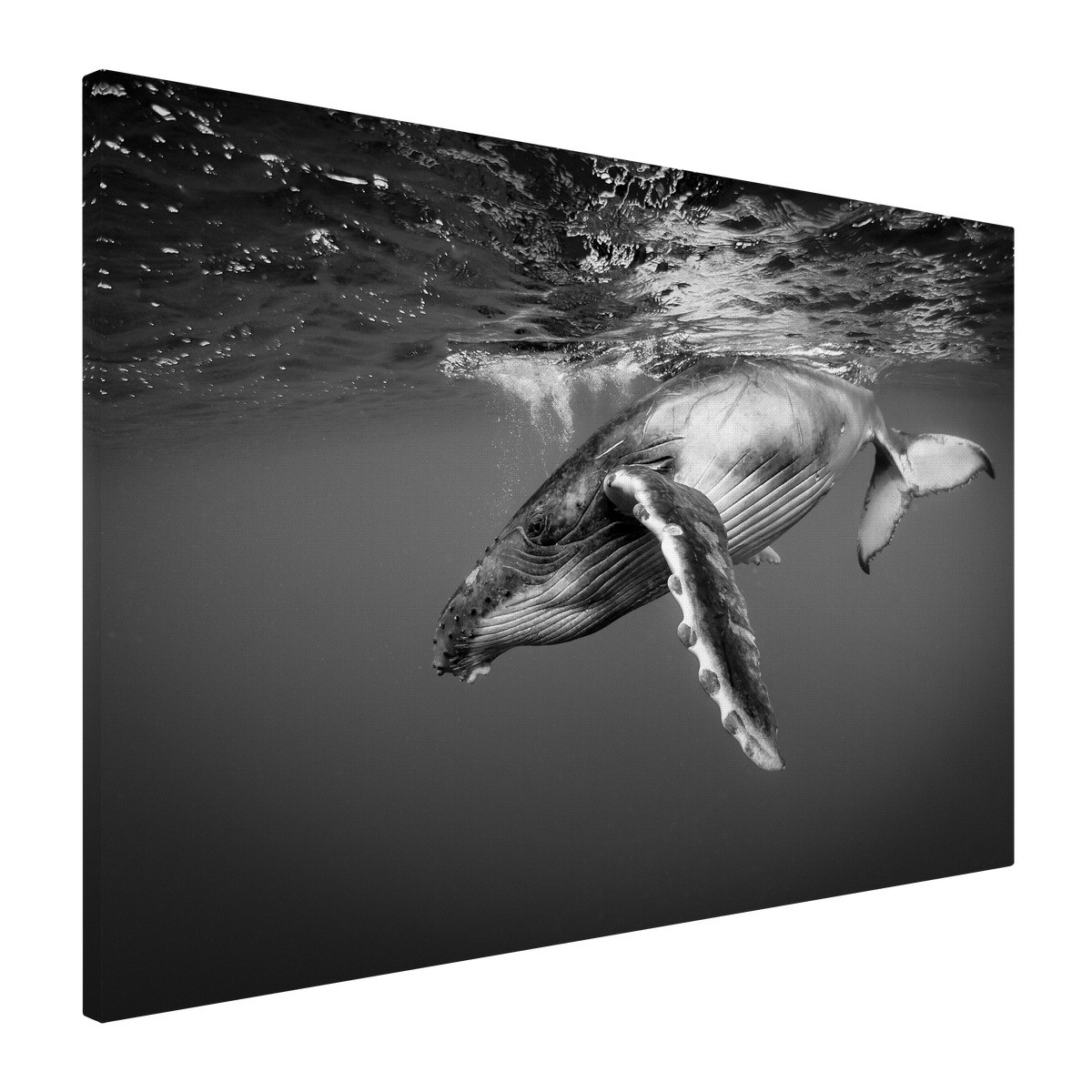 Tableau Sur Toile Baleine Majestueuse ANIMAUX tableaux sur toile-noir & blanc, CEANOTHE