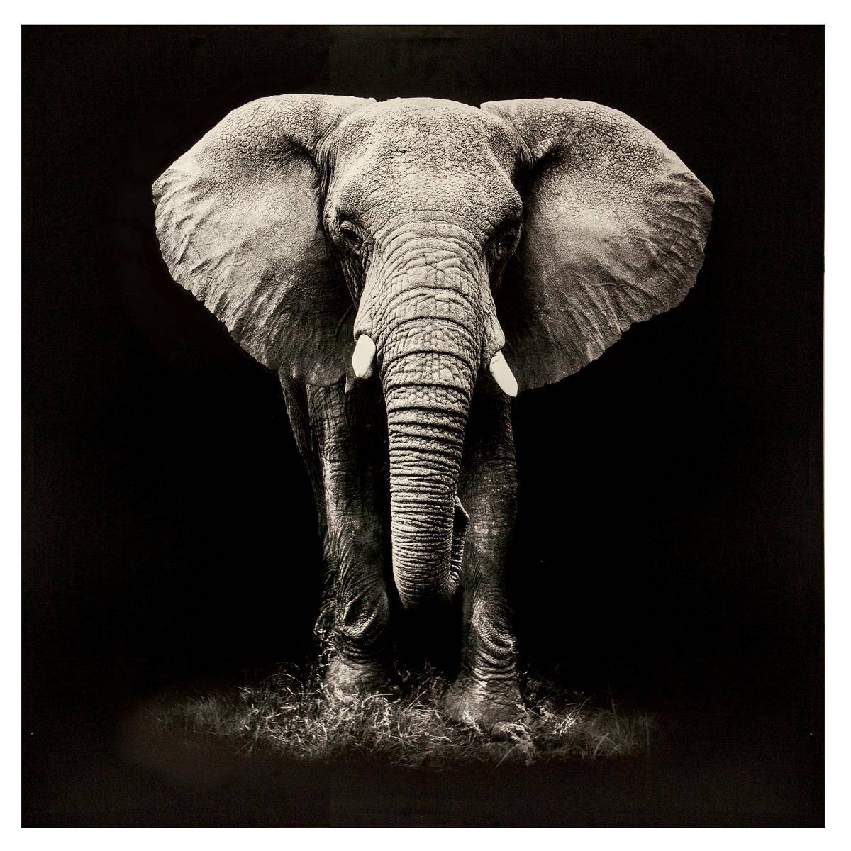 Toile imprimée éléphant ANIMAUX noir et blanc, ATMOSPHERA