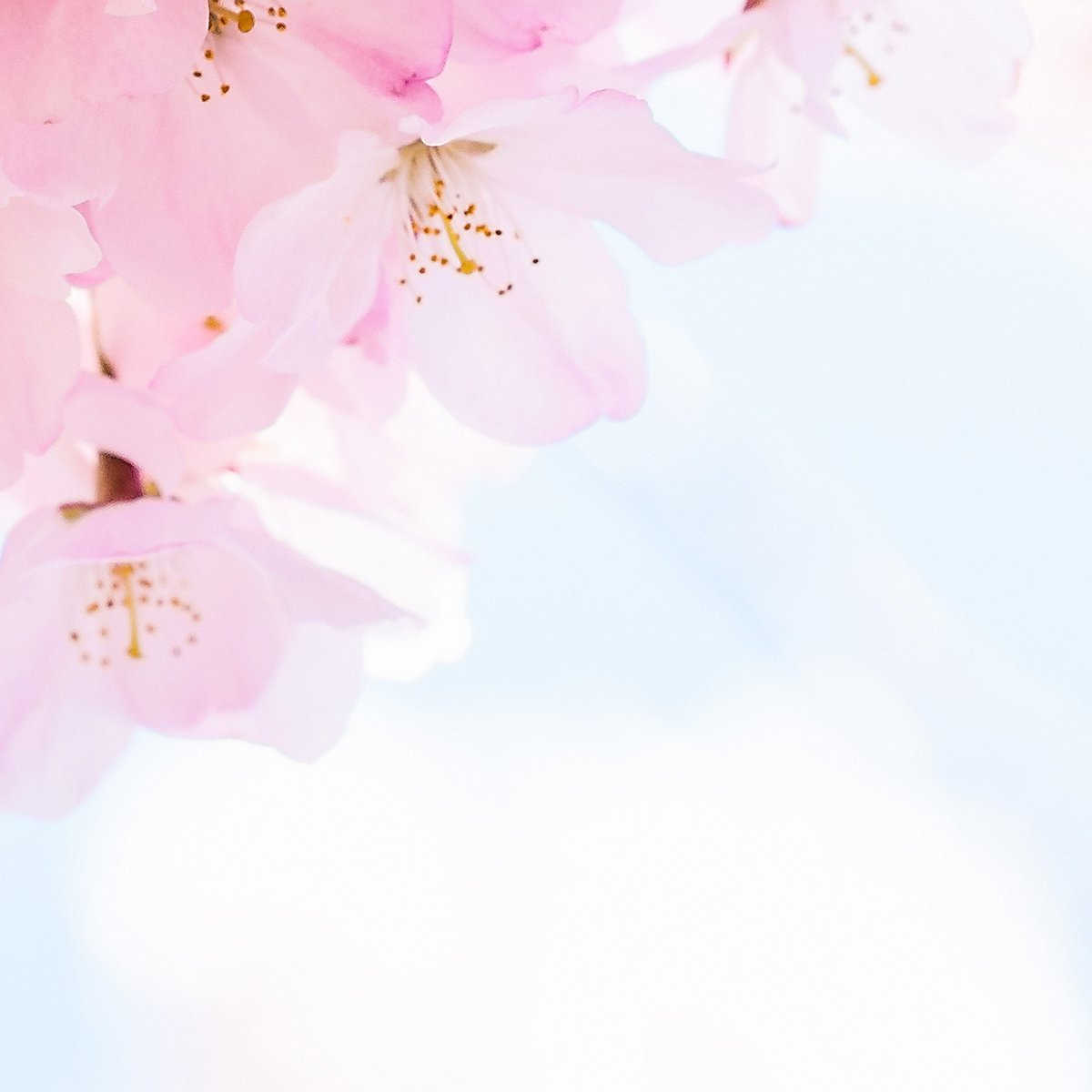 Papier peint panoramique BLOSSOM multicolore, LE PAPIERS DE NINON