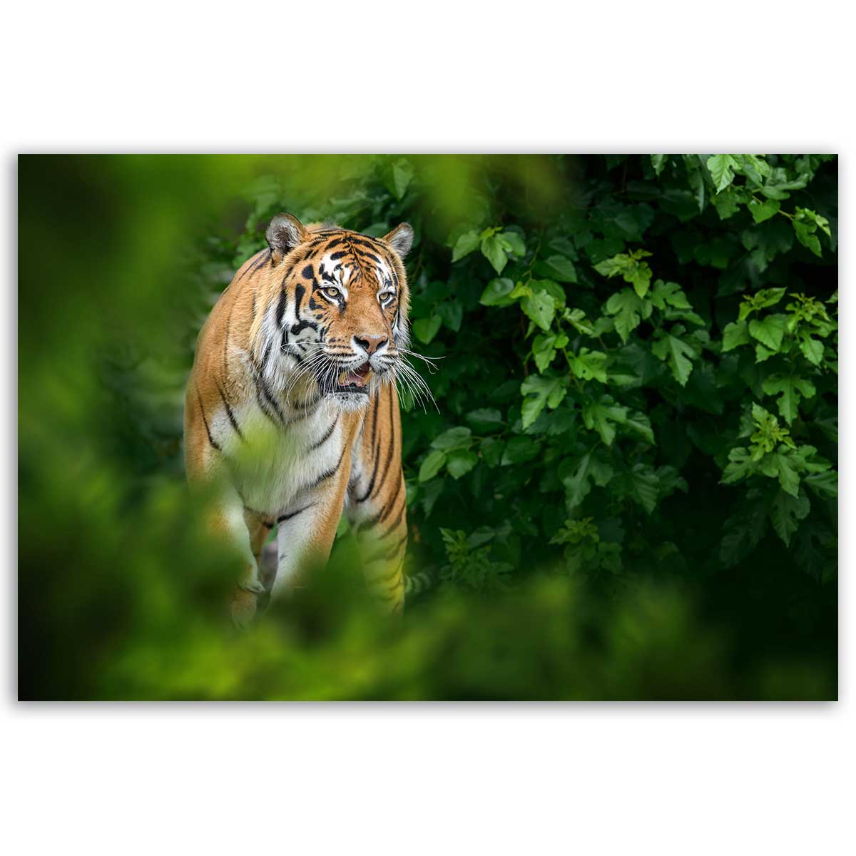 Tableau tigre majestueux dans la jungle toile imprimée, HEXOA