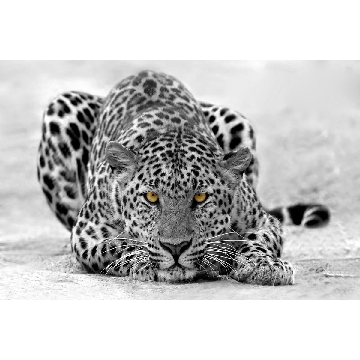 Tableau leopard noir et blanc tableau alu dibond, HEXOA