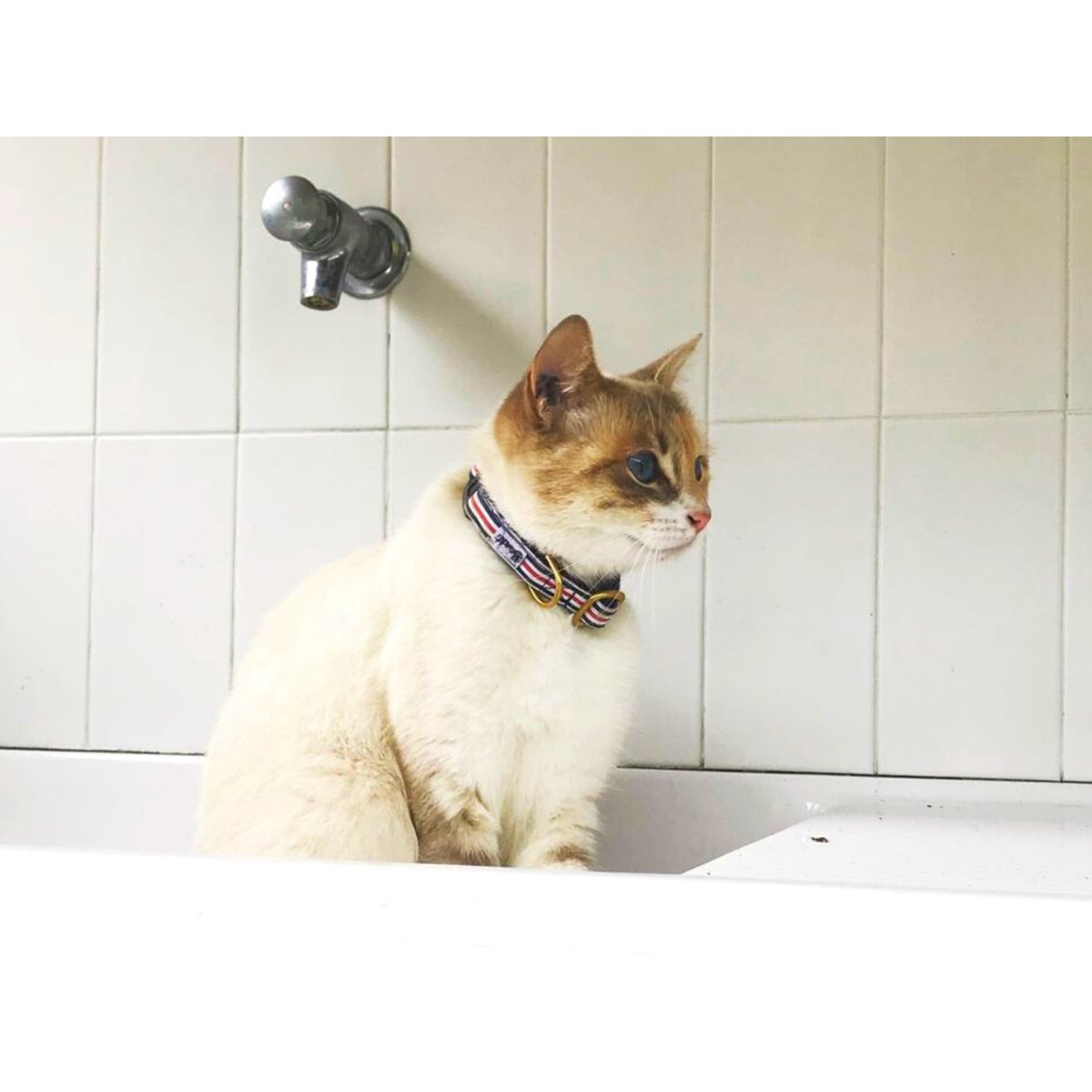 Collier pour chat THE FRENCH BANBAN bleu, blanc, rouge, FRENCH BANDIT
