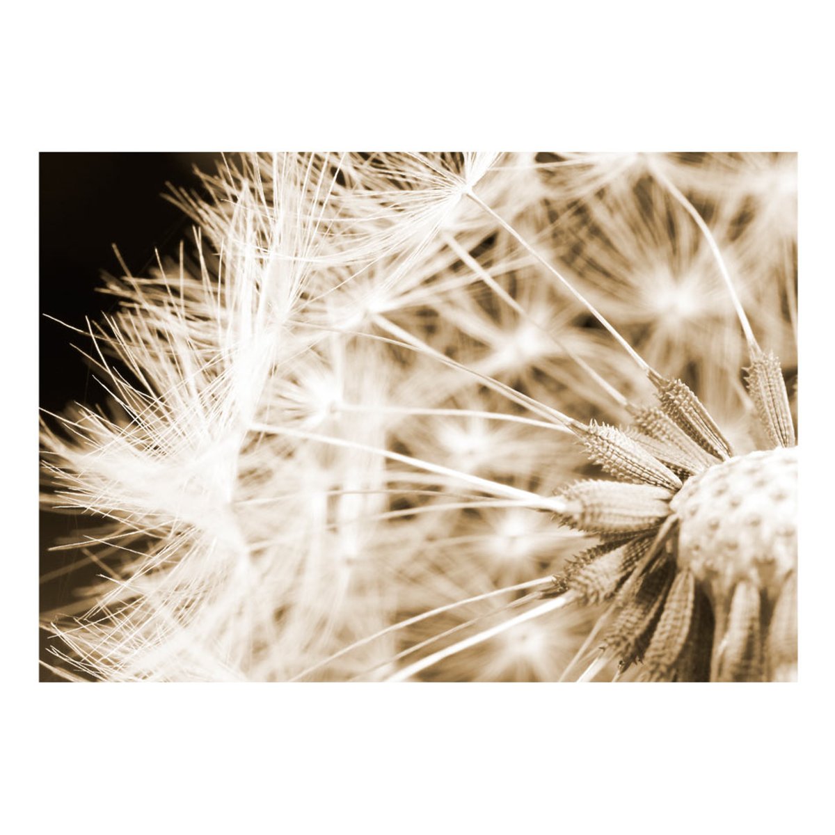 Papier peint intissé panoramique Fleurs Dandelion - sepia multicouleur, EDEN