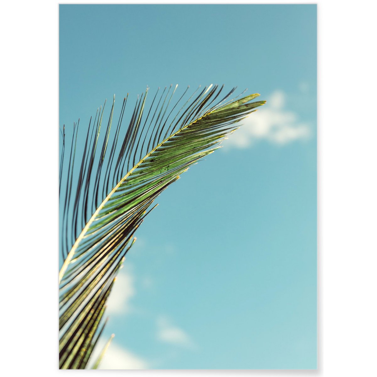Poster Palm Trees 3 blanc, L'AFFICHERIE