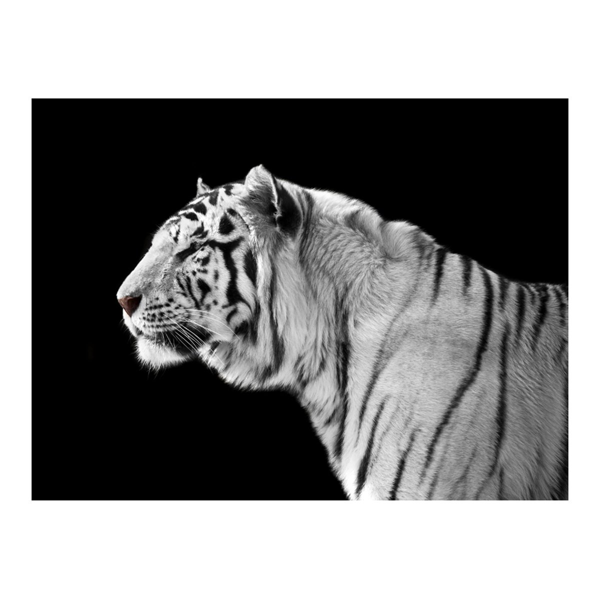 Papier peint intissé panoramique Animaux Tigre blanc noir, EDEN