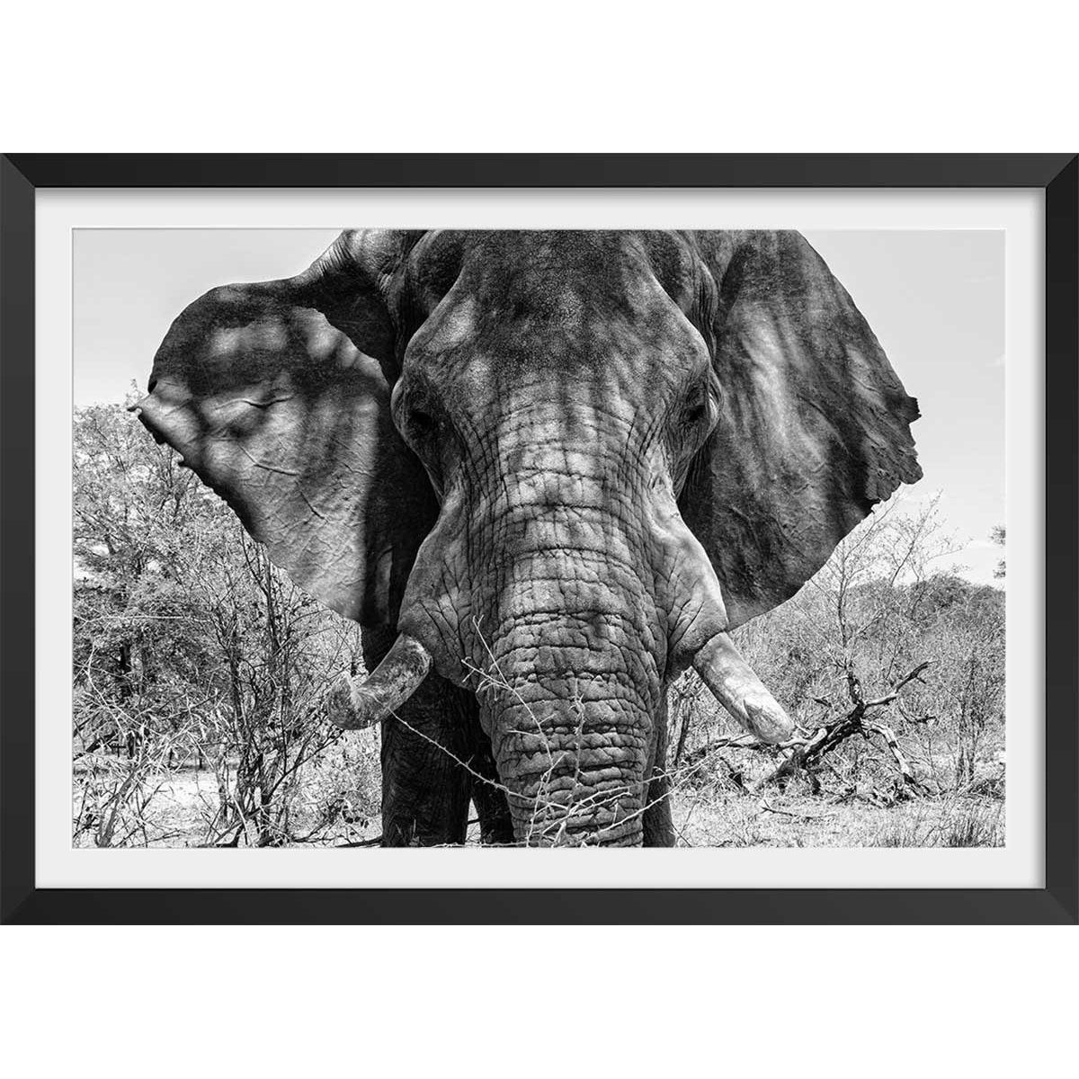 Poster éléphant d'afrique affiche + cadre en bois - noir, HEXOA