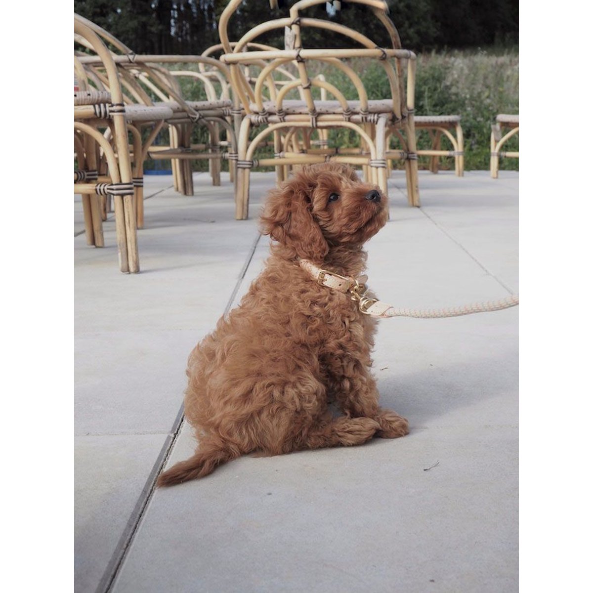 Collier en cuir pour chien LIVING brun, OYOY LIVING DESIGN