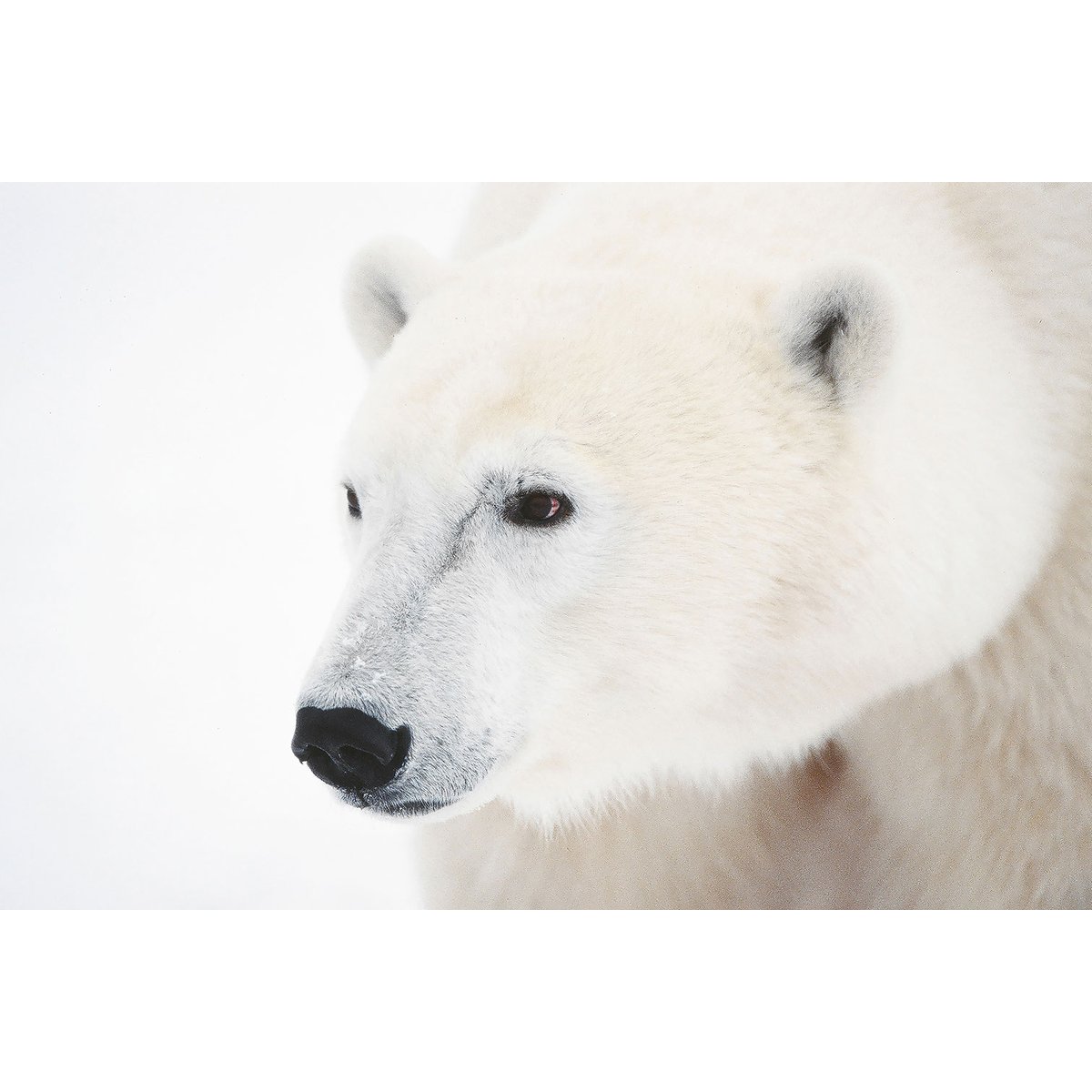 Tableau ours blanc polaire tableau alu dibond, HEXOA