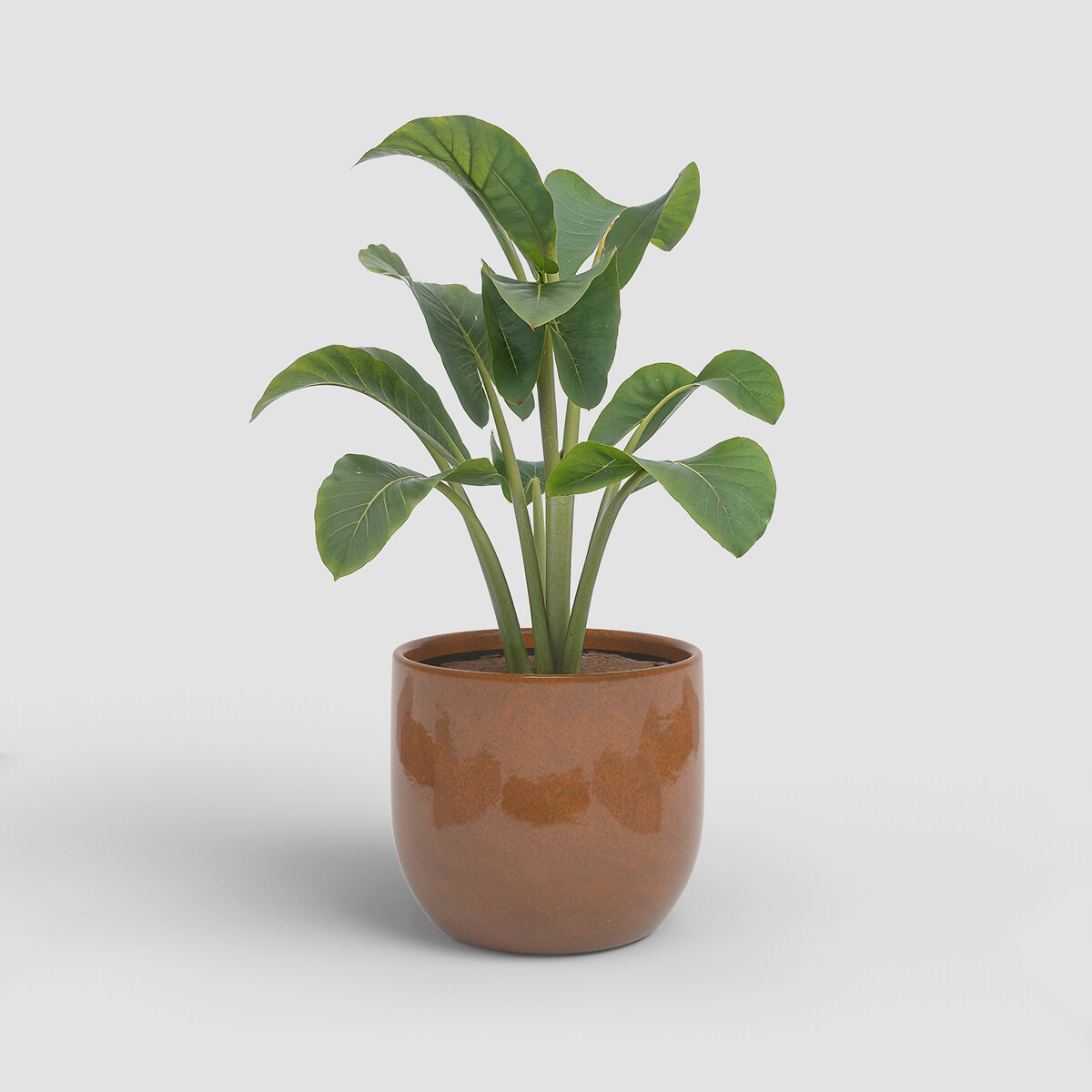 Vaso Arcadia 26, ARTEVASI dourado, ARTEVASI